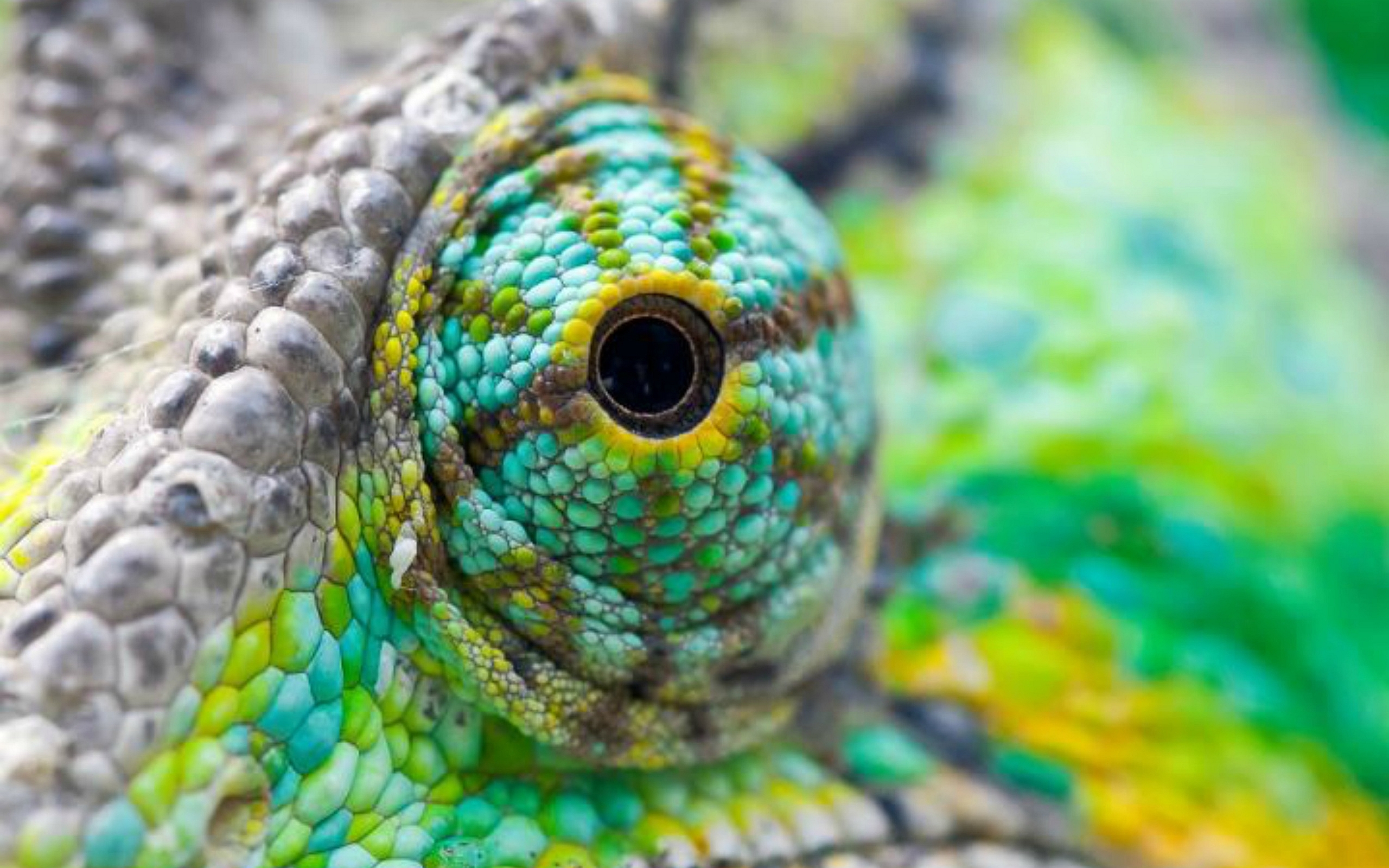 animal, chameleon, lizard, reptiles for android