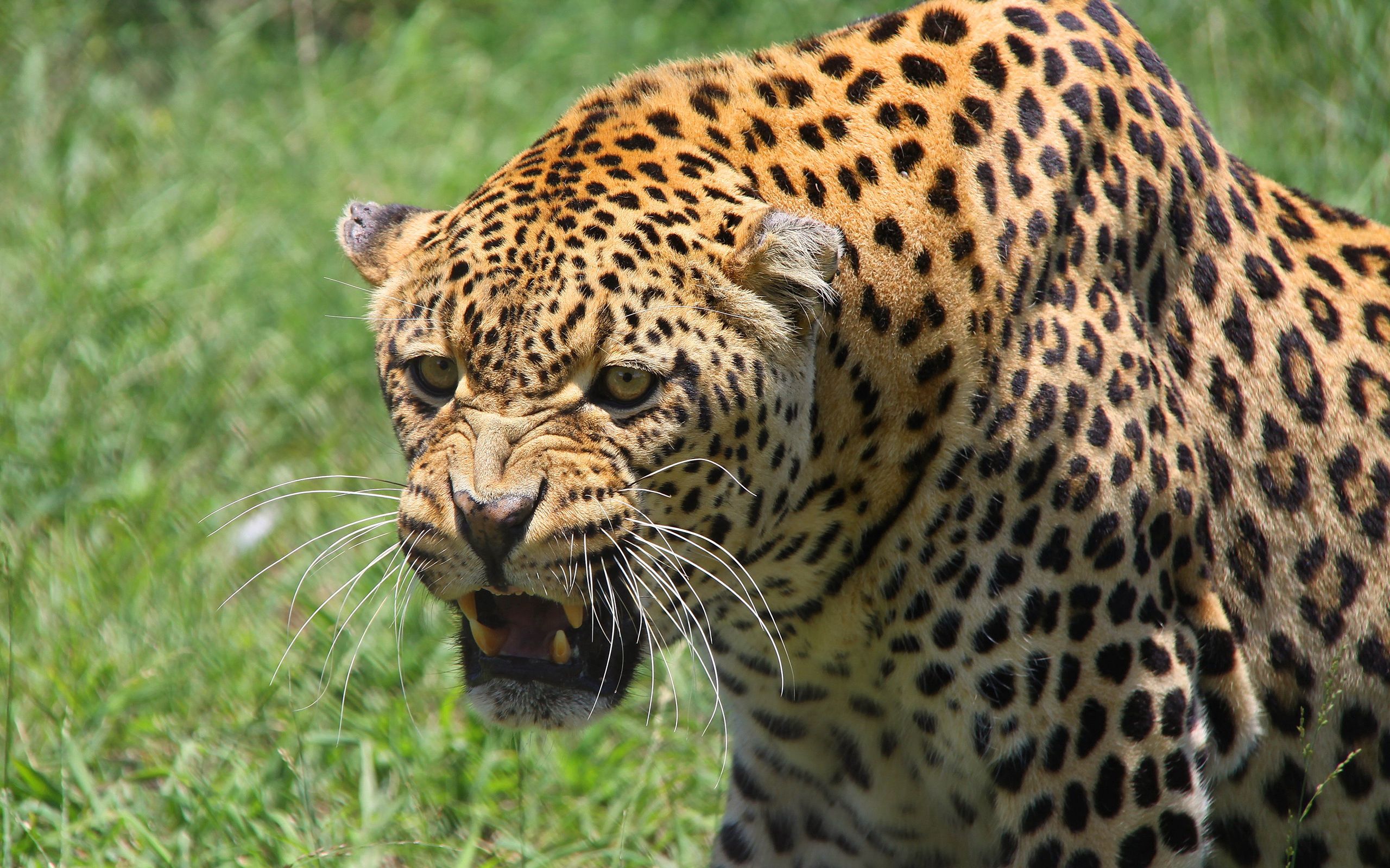 154593 Hintergrundbild herunterladen leopard, tiere, aggression, grinsen, grin, schnauze, raubtier, predator, große katze, big cat - Bildschirmschoner und Bilder kostenlos
