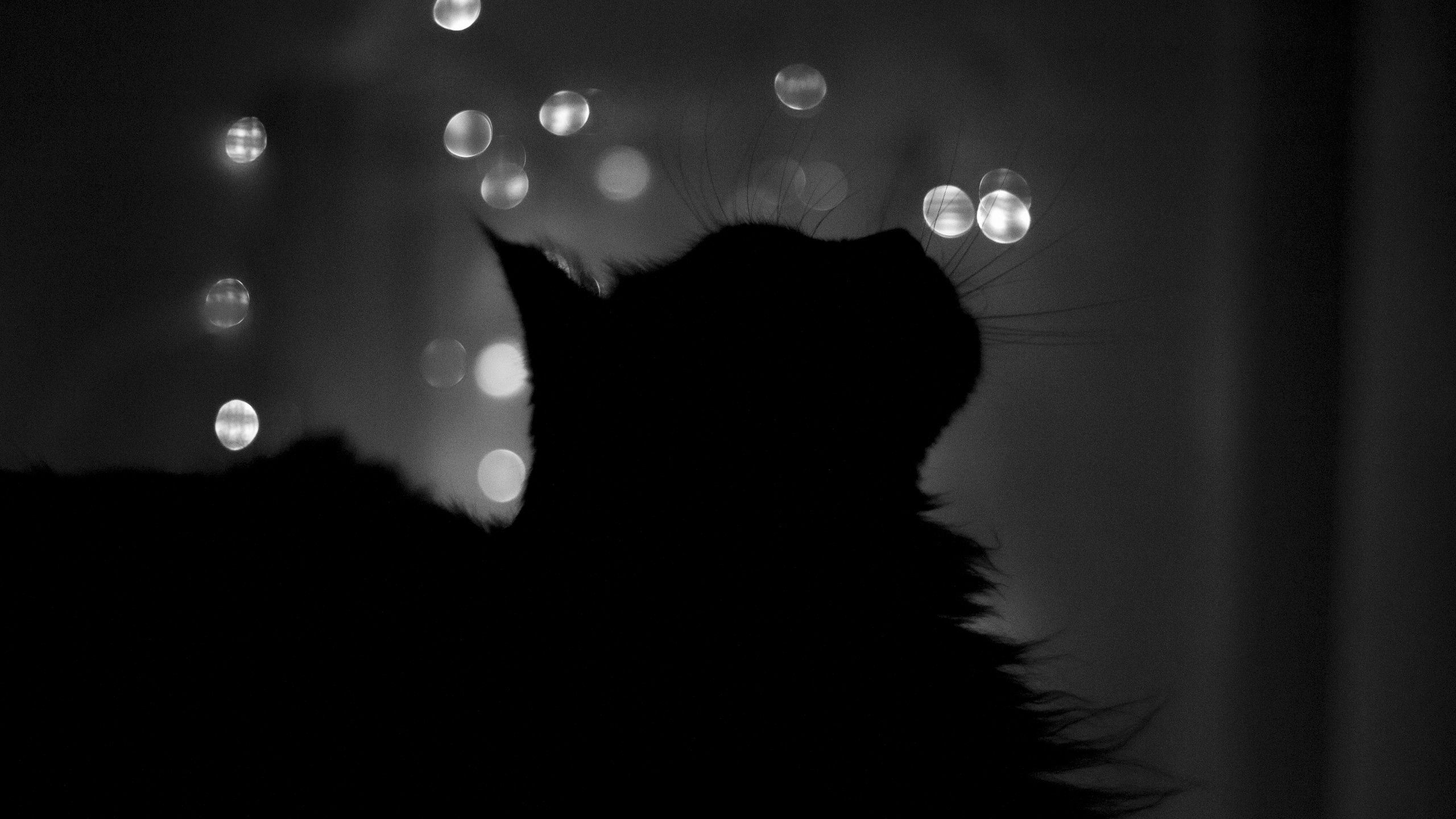 cat, black, glare, shadow, bw, chb, traits, features Desktop Wallpaper