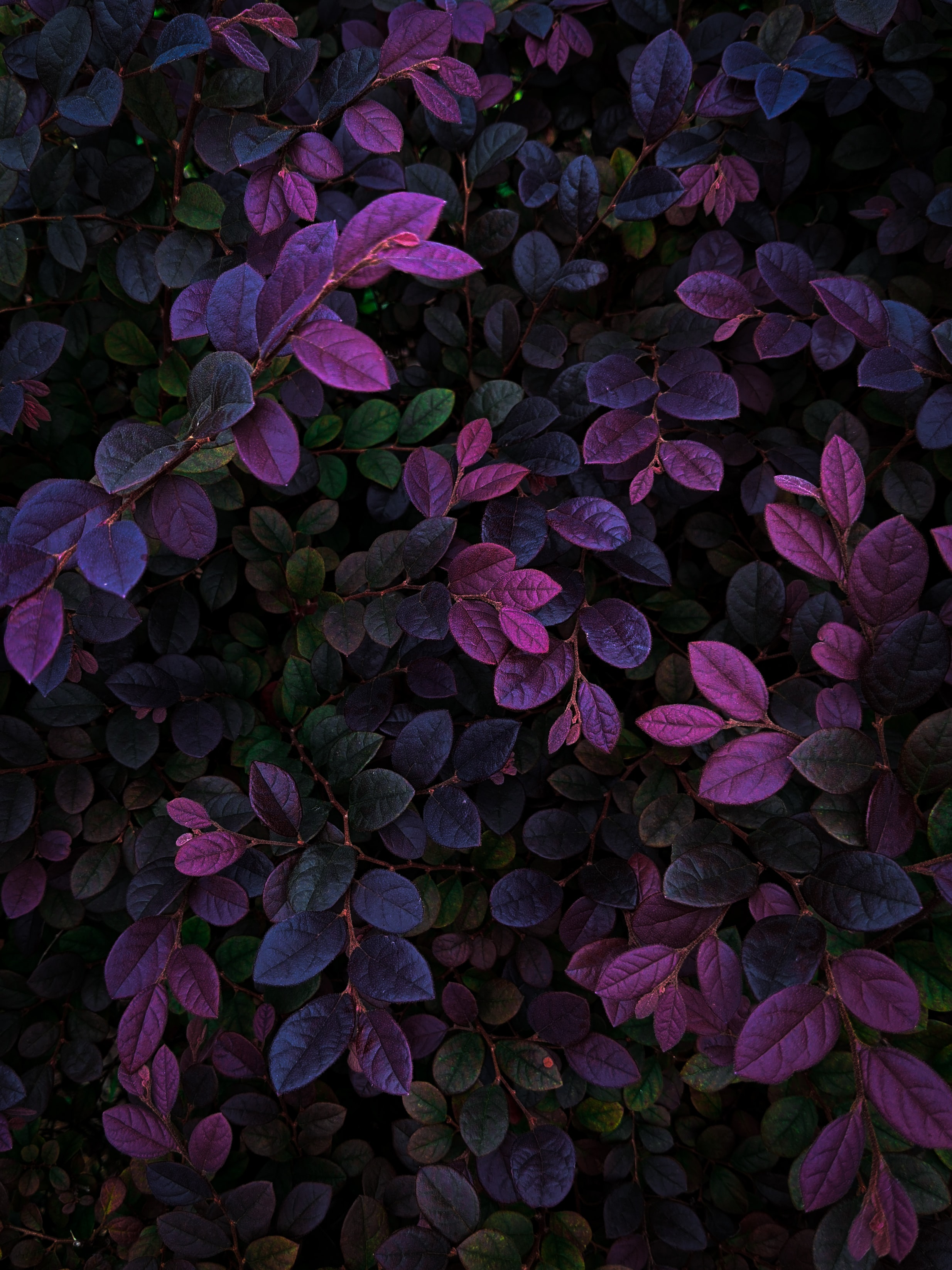 nature, leaves, bush, branches, veins HD wallpaper