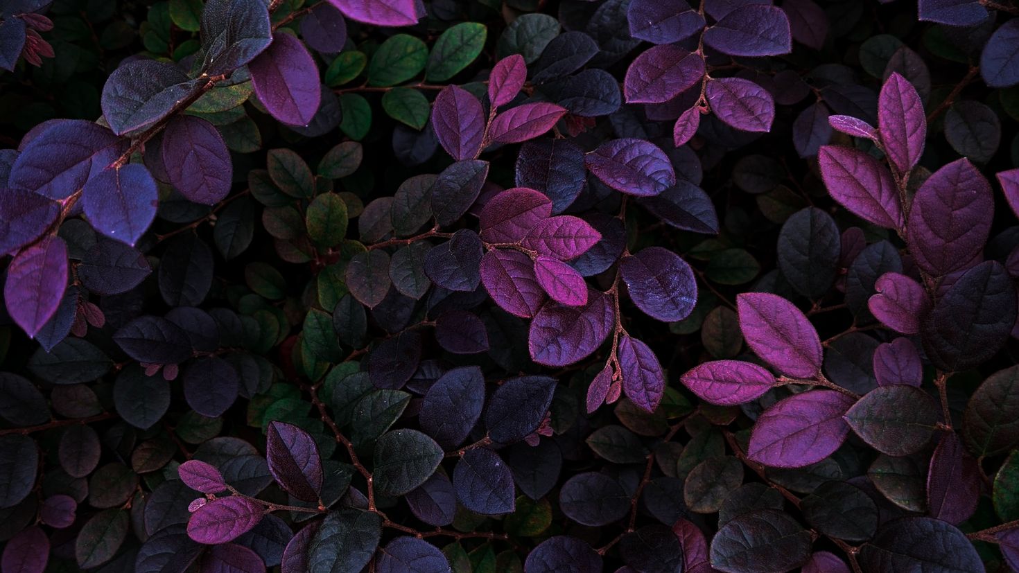 Фиолетовая листва