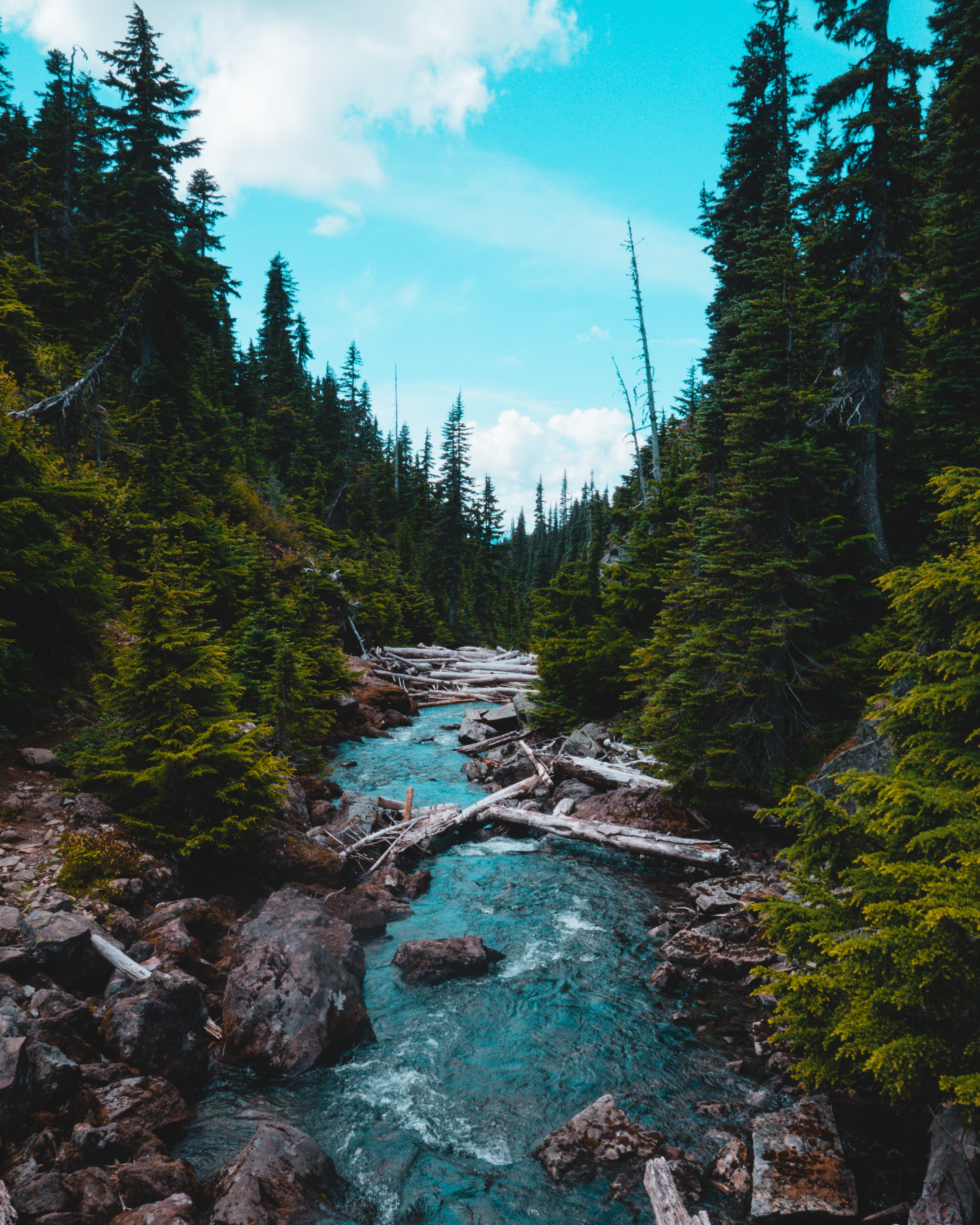 forest, stones, nature, stream, rivers, flow, spruce, fir Full HD