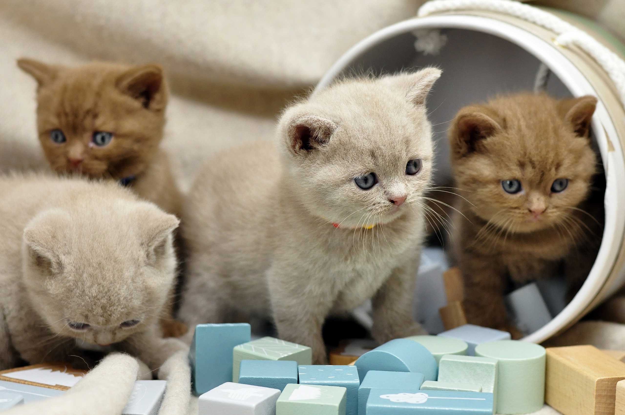 Котята звуко. Британская короткошёрстная кошка. Британские короткошерстные котята. Милые котики. Обои на рабочий стол котята.