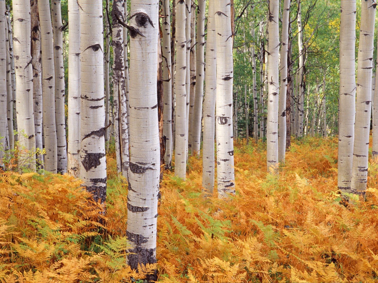 Скачать картинку Деревья, Природа, Осень, Листья в телефон бесплатно.