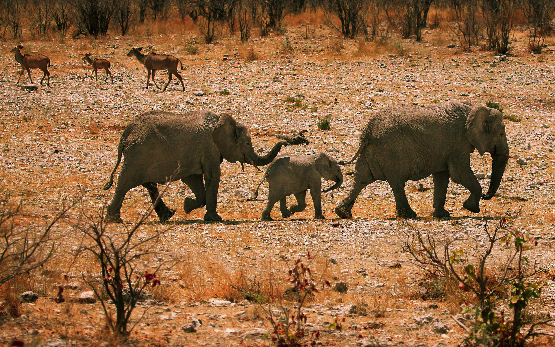 271931 Bild herunterladen afrika, tiere, afrikanischer elefant, elefanten - Hintergrundbilder und Bildschirmschoner kostenlos