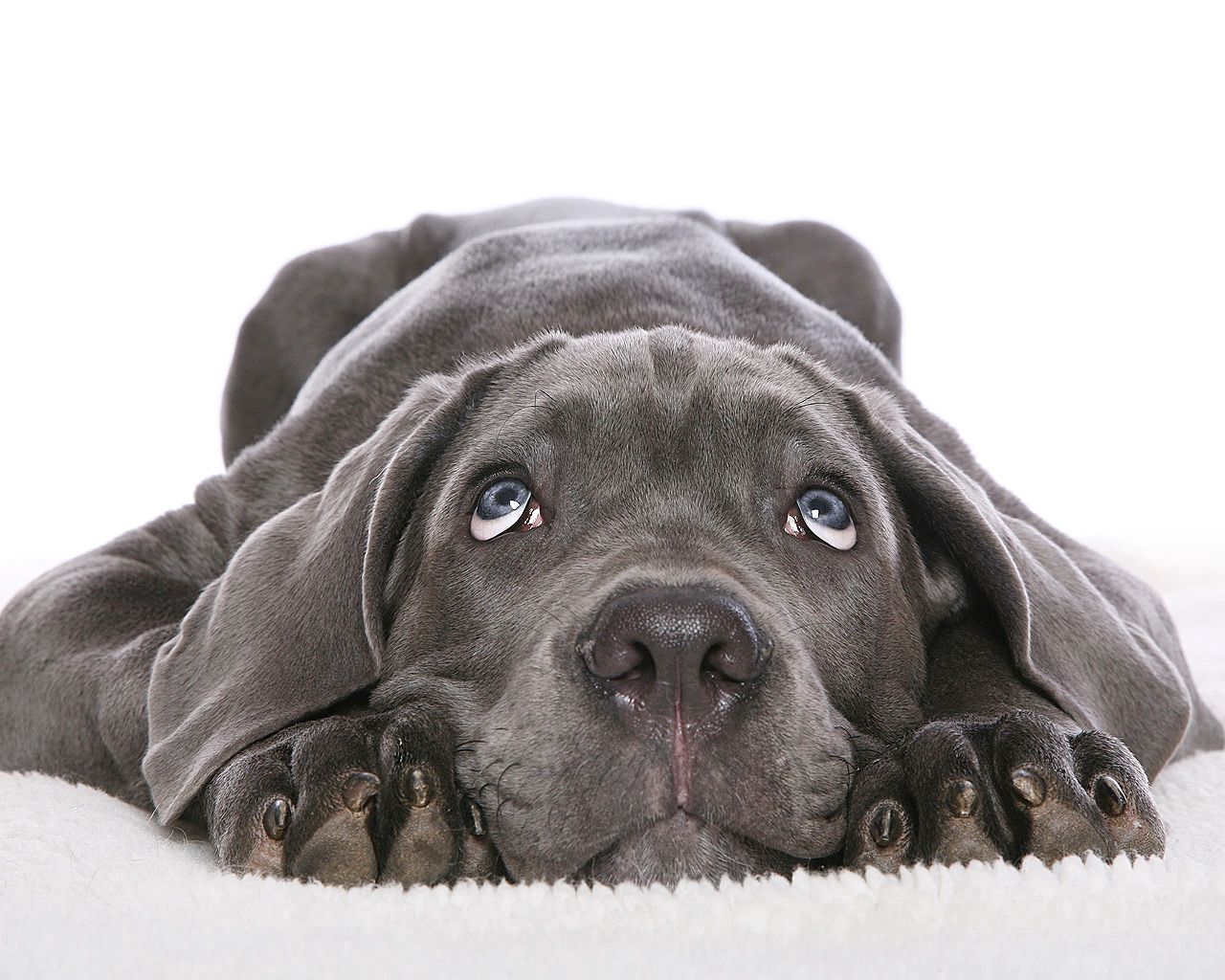 60685 descargar fondo de pantalla perro, animales, gris, oscuro, bozal, lindo, querido: protectores de pantalla e imágenes gratis