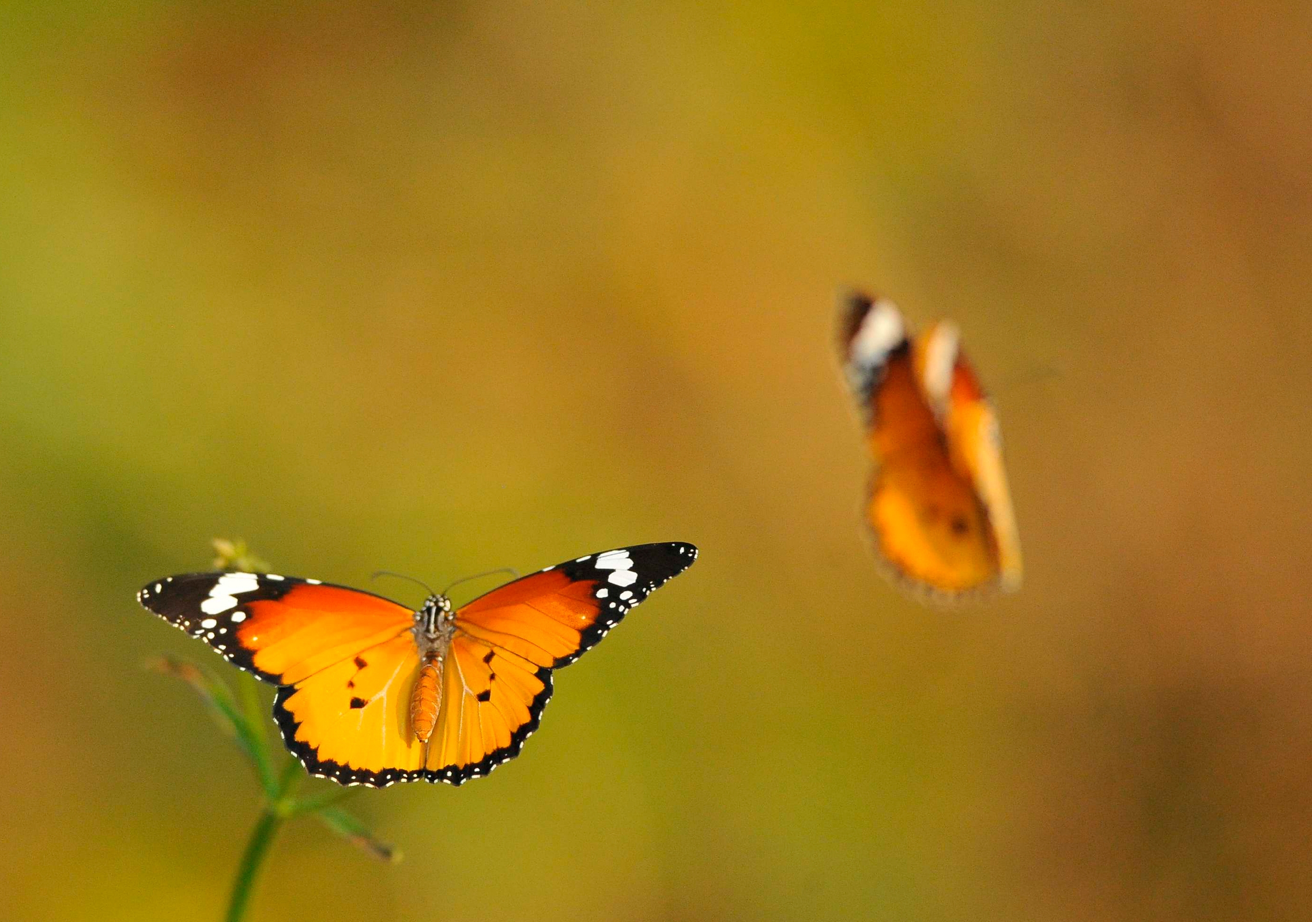 2 летающие бабочки. Бабочка. Бабочка в полете. Бабочки летают. Полет бабочки.