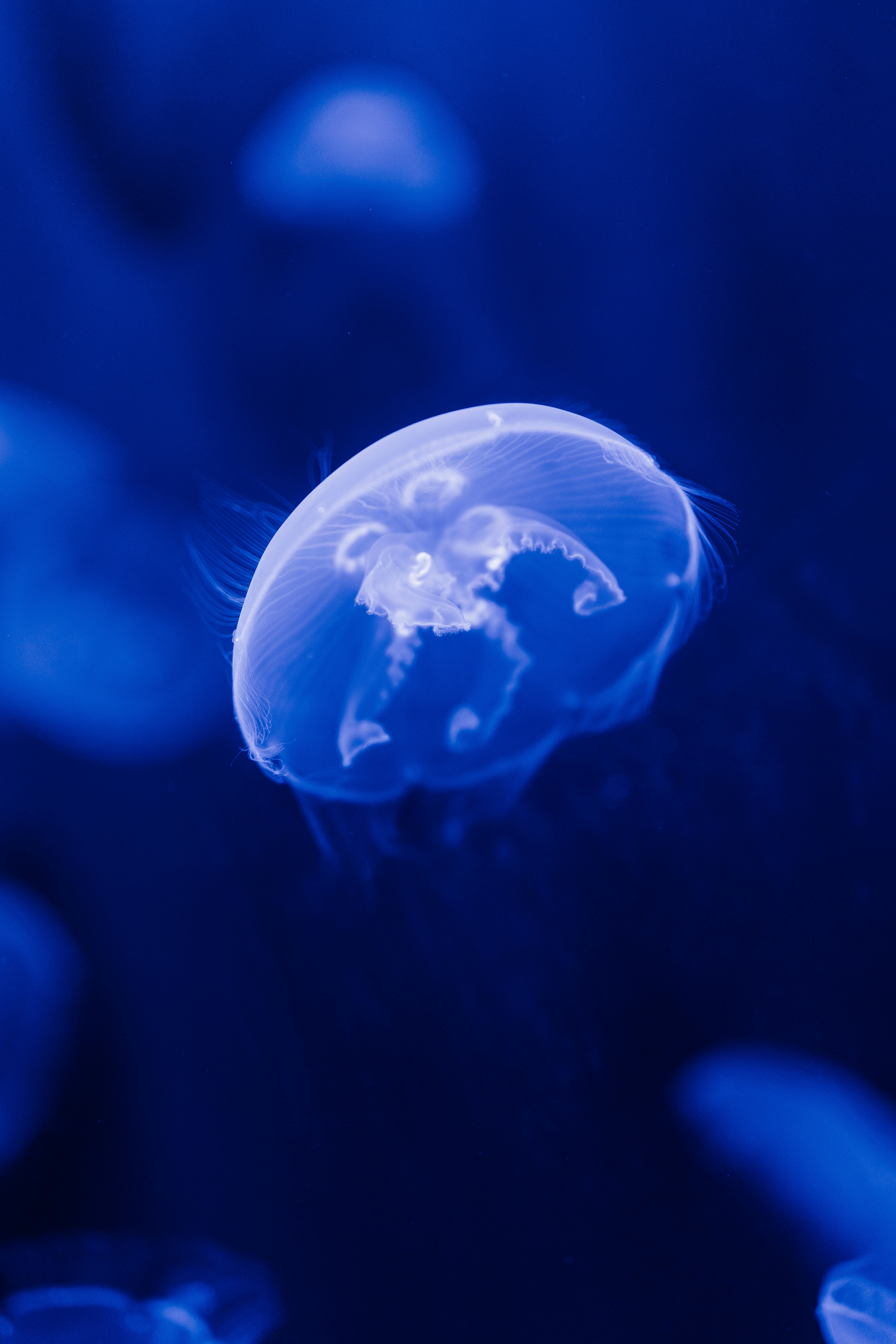 HD wallpaper under water, blue, animals, sea, jellyfish, transparent, underwater