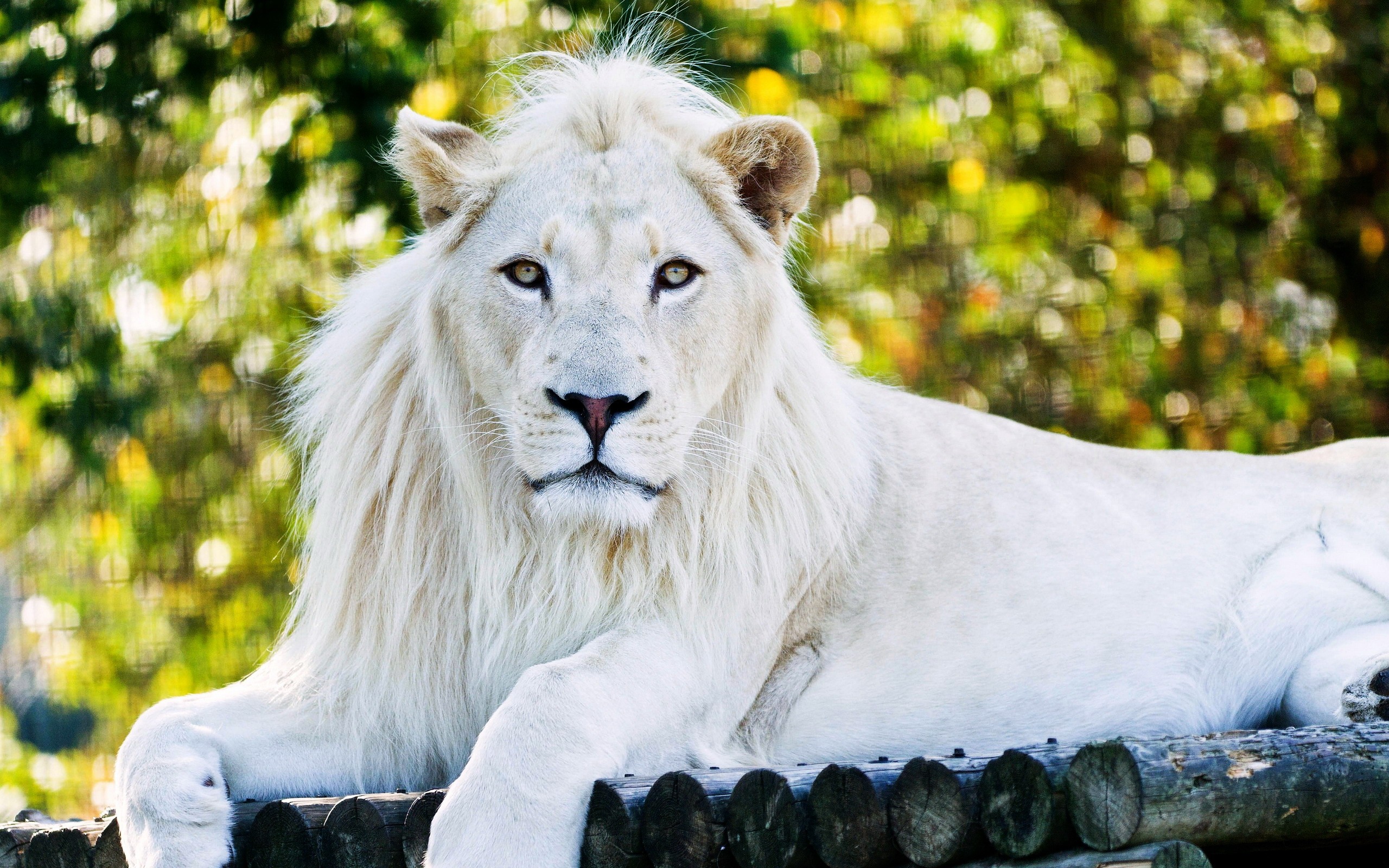 807435壁紙のダウンロード動物, ホワイトライオン, ボケ-スクリーンセーバーと写真を無料で