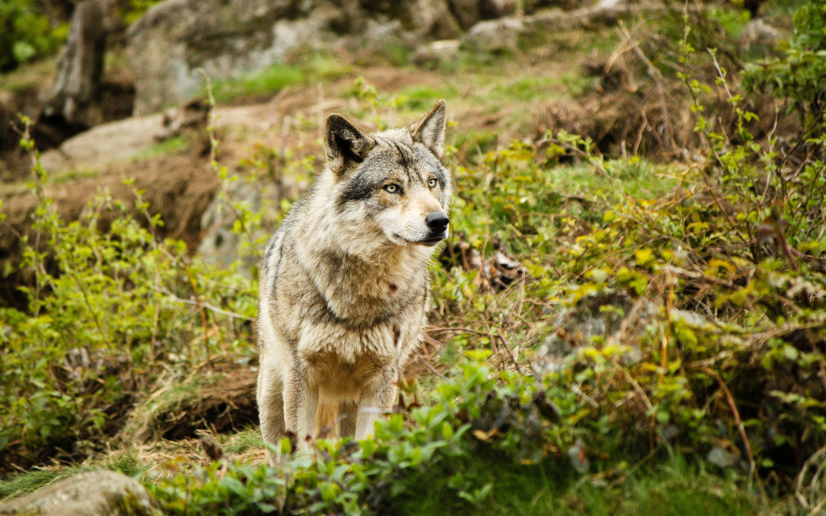 Животные таганая фото