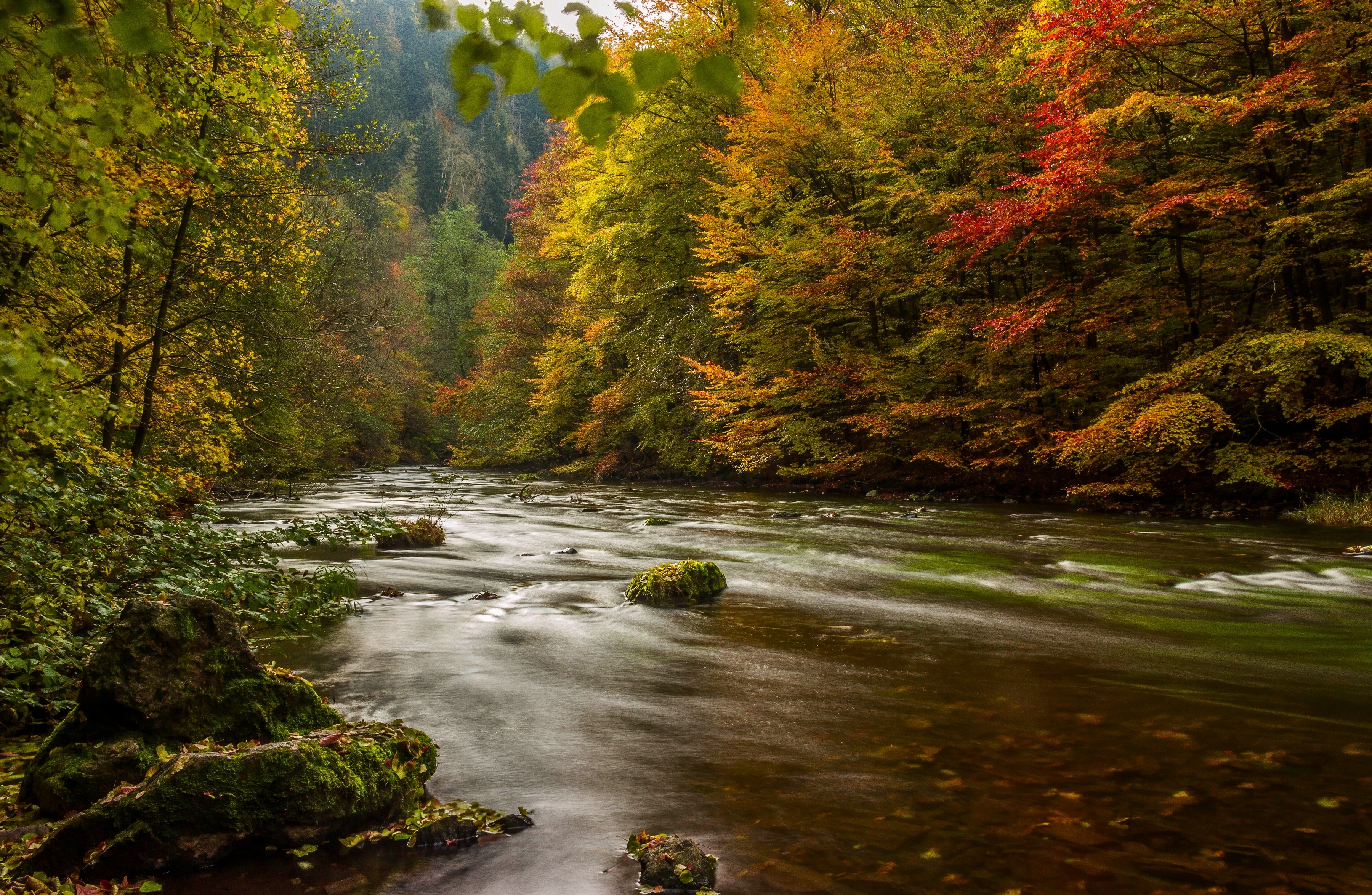 Full HD Wallpaper germany, nature, rivers, trees, autumn, harz