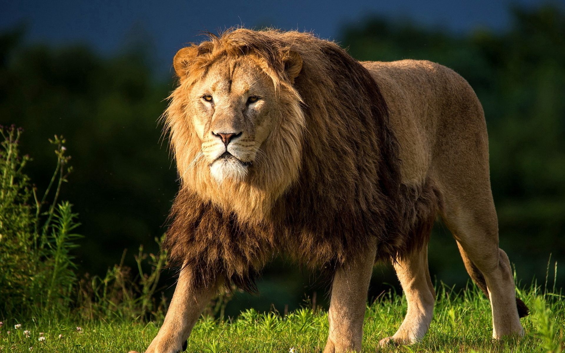 Download mobile wallpaper Grass, Stroll, Animals, Big Cat, King Of The Beasts, King Of Beasts, Lion for free.