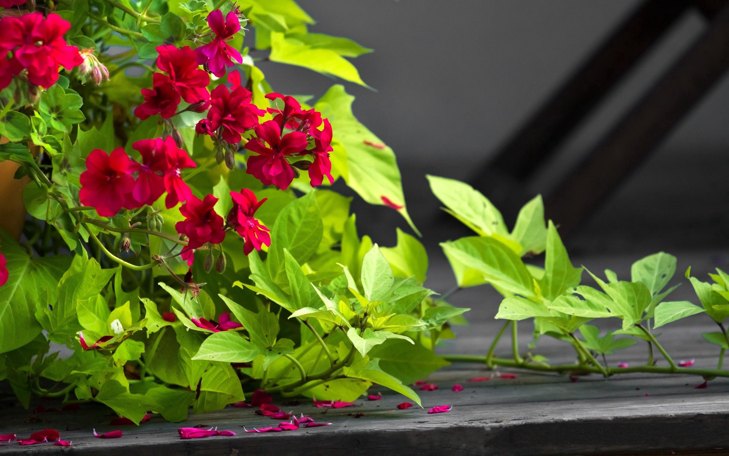 Laden Sie das Blätter, Bindweed, Blütenblätter, Töpfe, Pflanzentopf, Blumen-Bild kostenlos auf Ihren PC-Desktop herunter