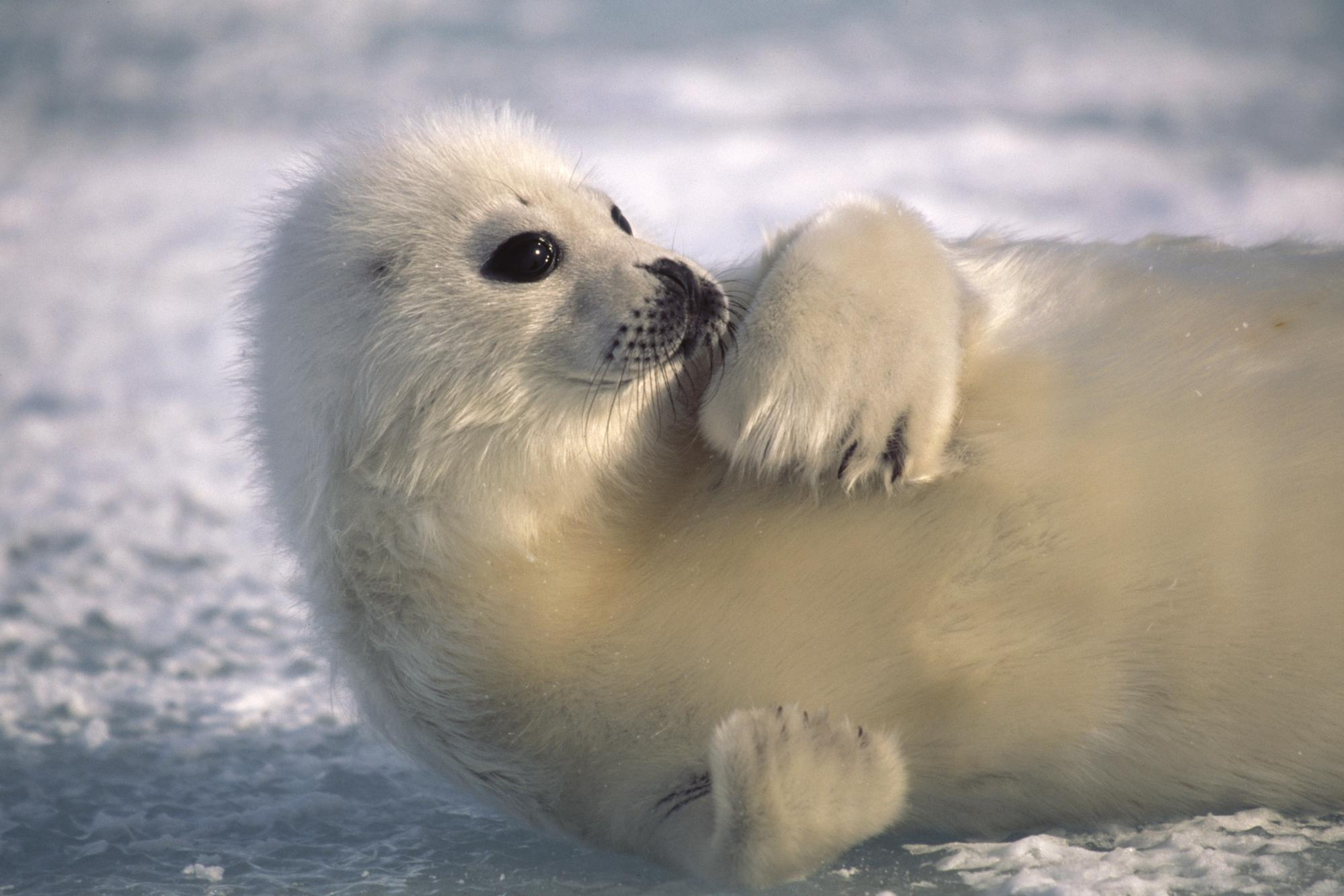 Free HD seals, animal, seal