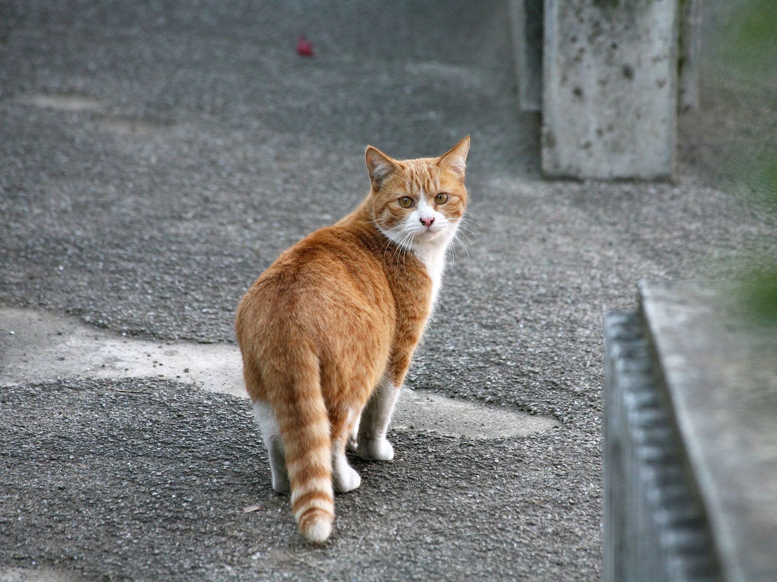 Рыжий дворовый кот