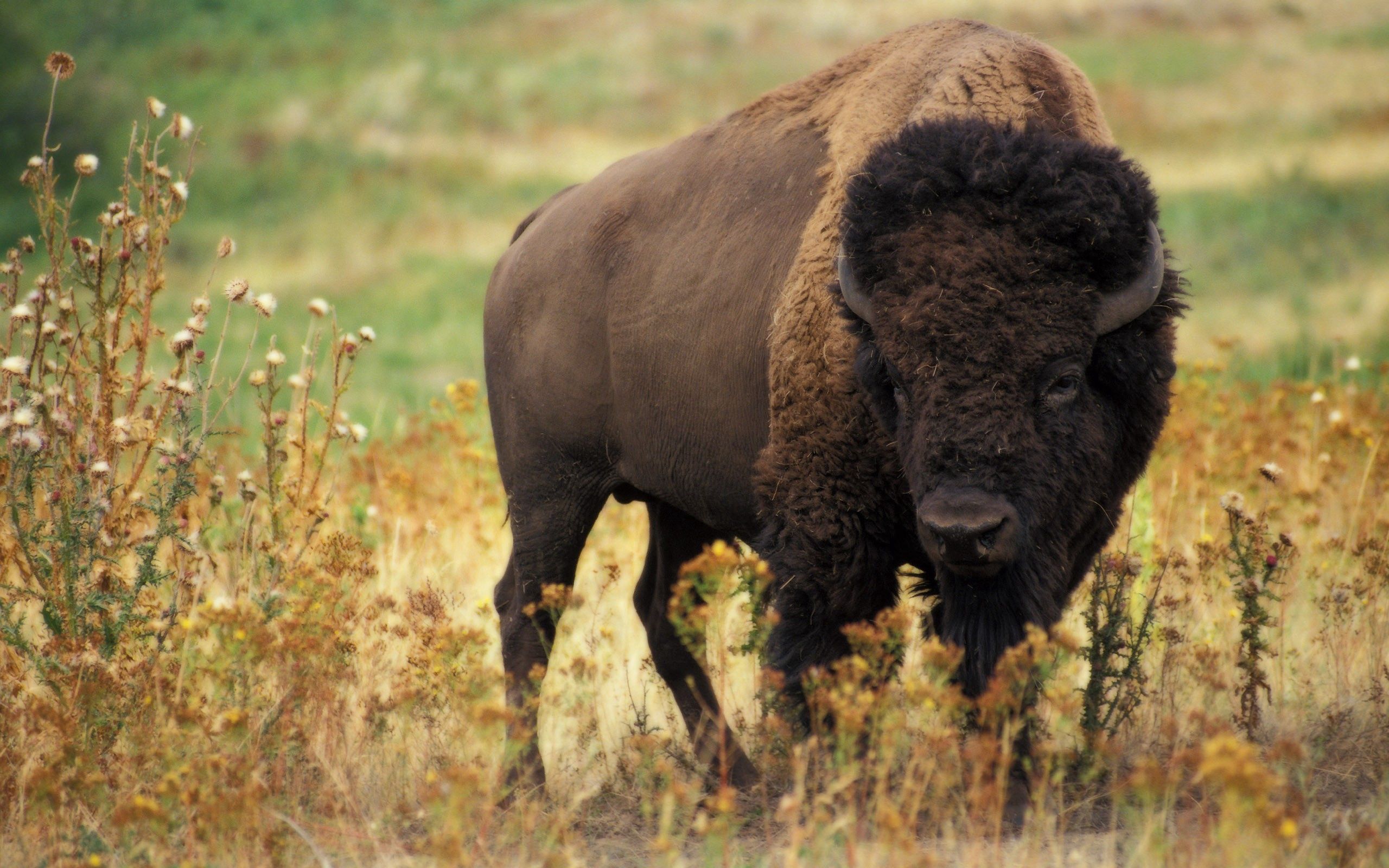 Laden Sie das Natur, Grass, Bison, Tiere, Büffel, Feld-Bild kostenlos auf Ihren PC-Desktop herunter