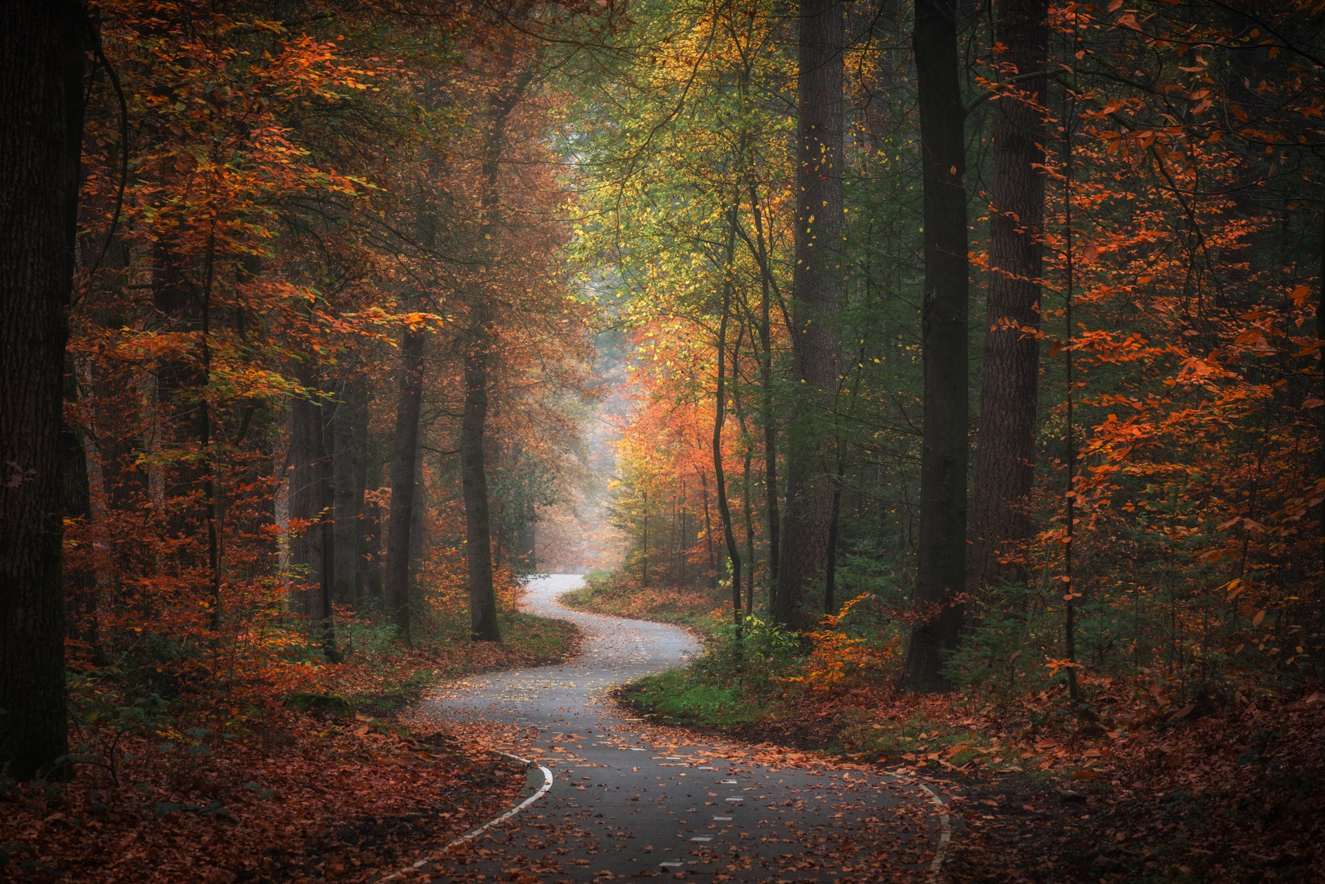 Заколдованный лес осень