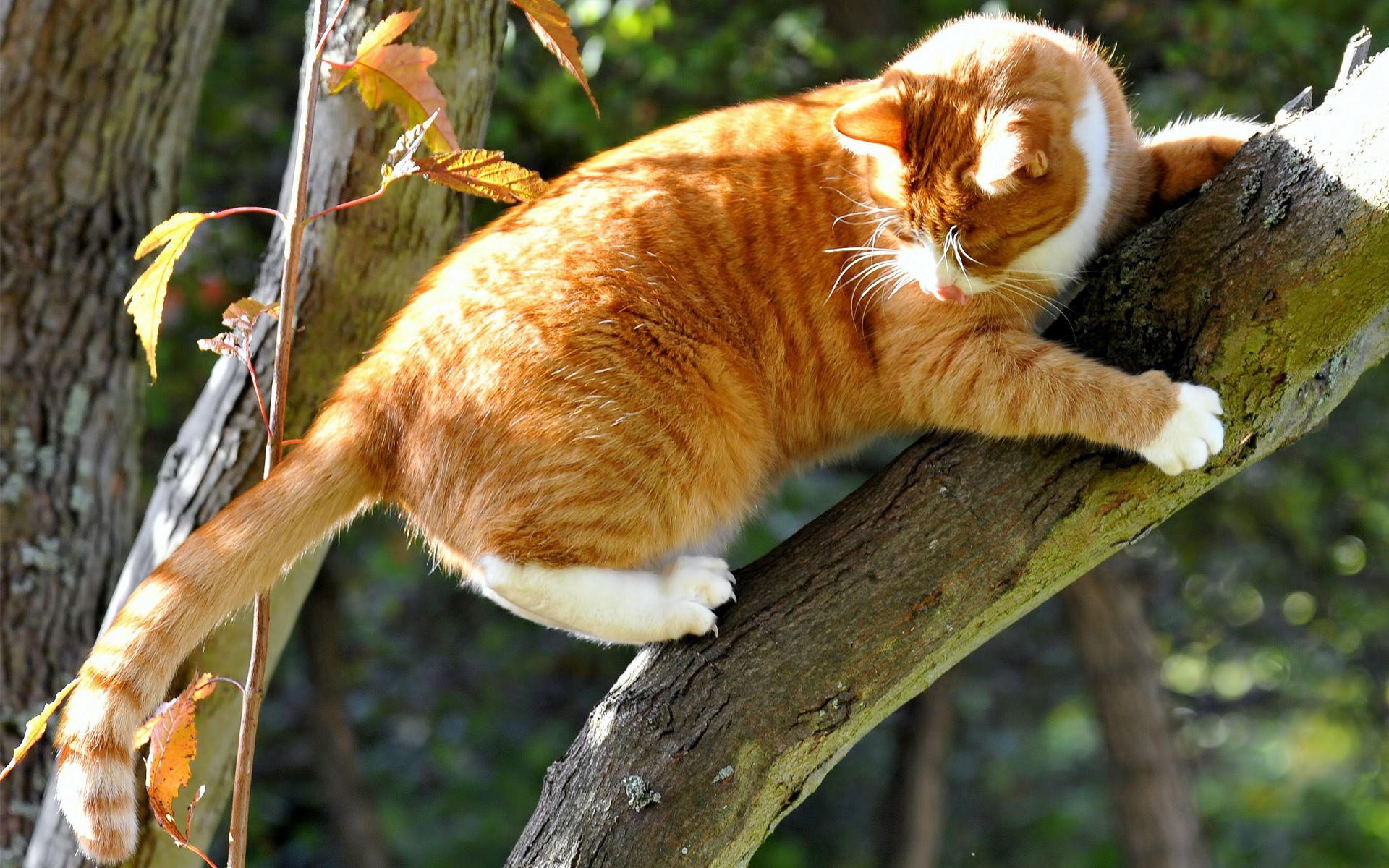 Рыжий кот на дереве. Котик на дереве. Кот на ветке. Кот лазит по деревьям. Кошки способны