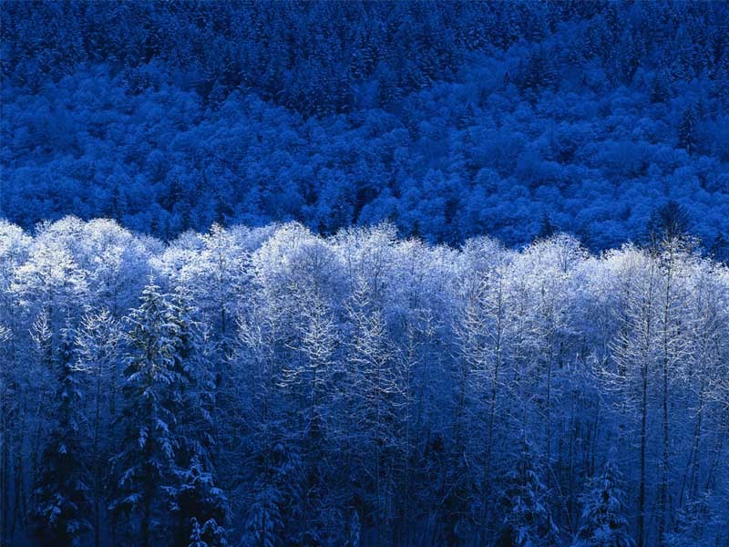 Handy-Wallpaper Landschaft, Winter, Bäume kostenlos herunterladen.