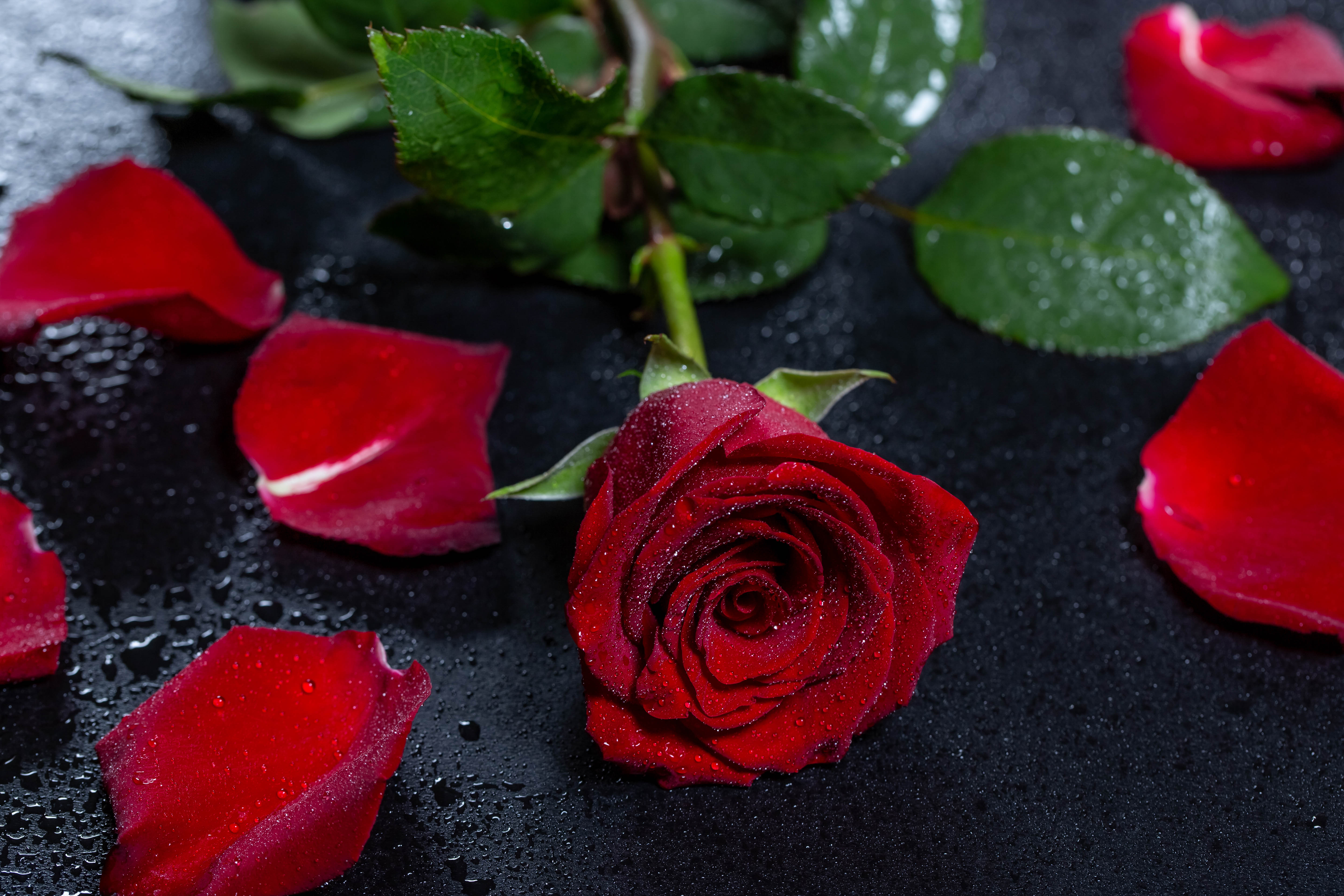 Download mobile wallpaper Rose Flower, Flower, Rose, Wet, Petals, Drops, Flowers, Surface for free.