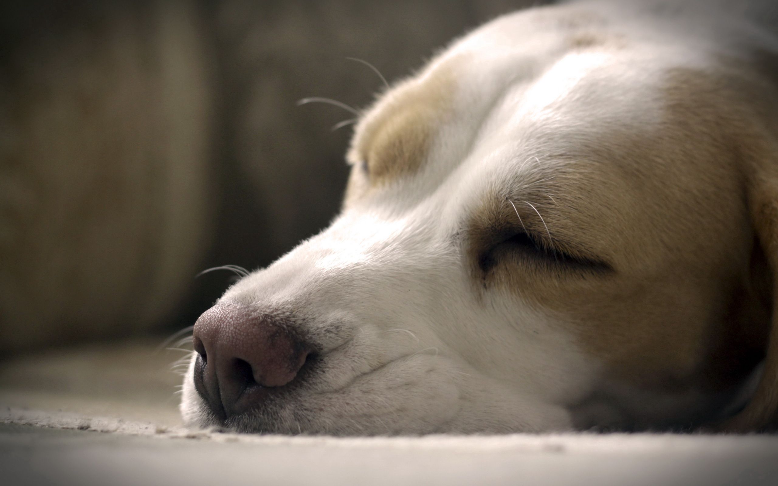 Download mobile wallpaper Sleep, Nose, Dog, Muzzle, Dream, Close Up, Animals for free.