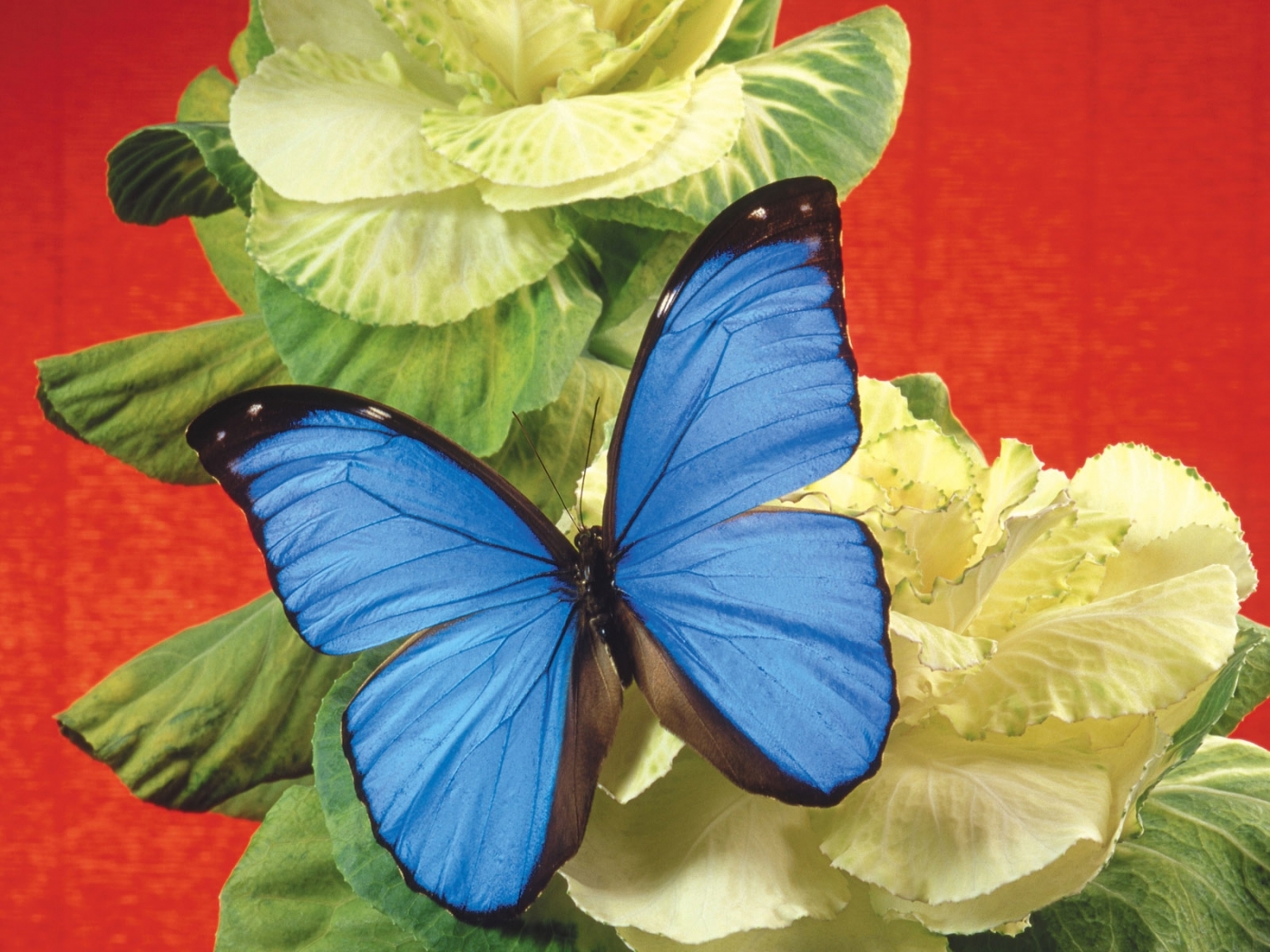 butterflies, flowers, insects wallpapers for tablet
