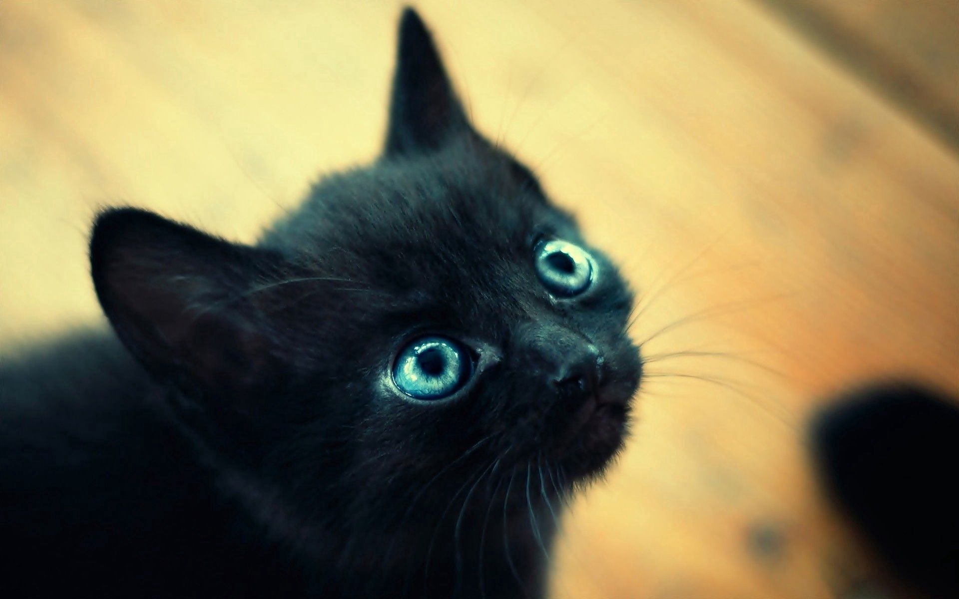animals, black, kitty, kitten, muzzle, blue eyed