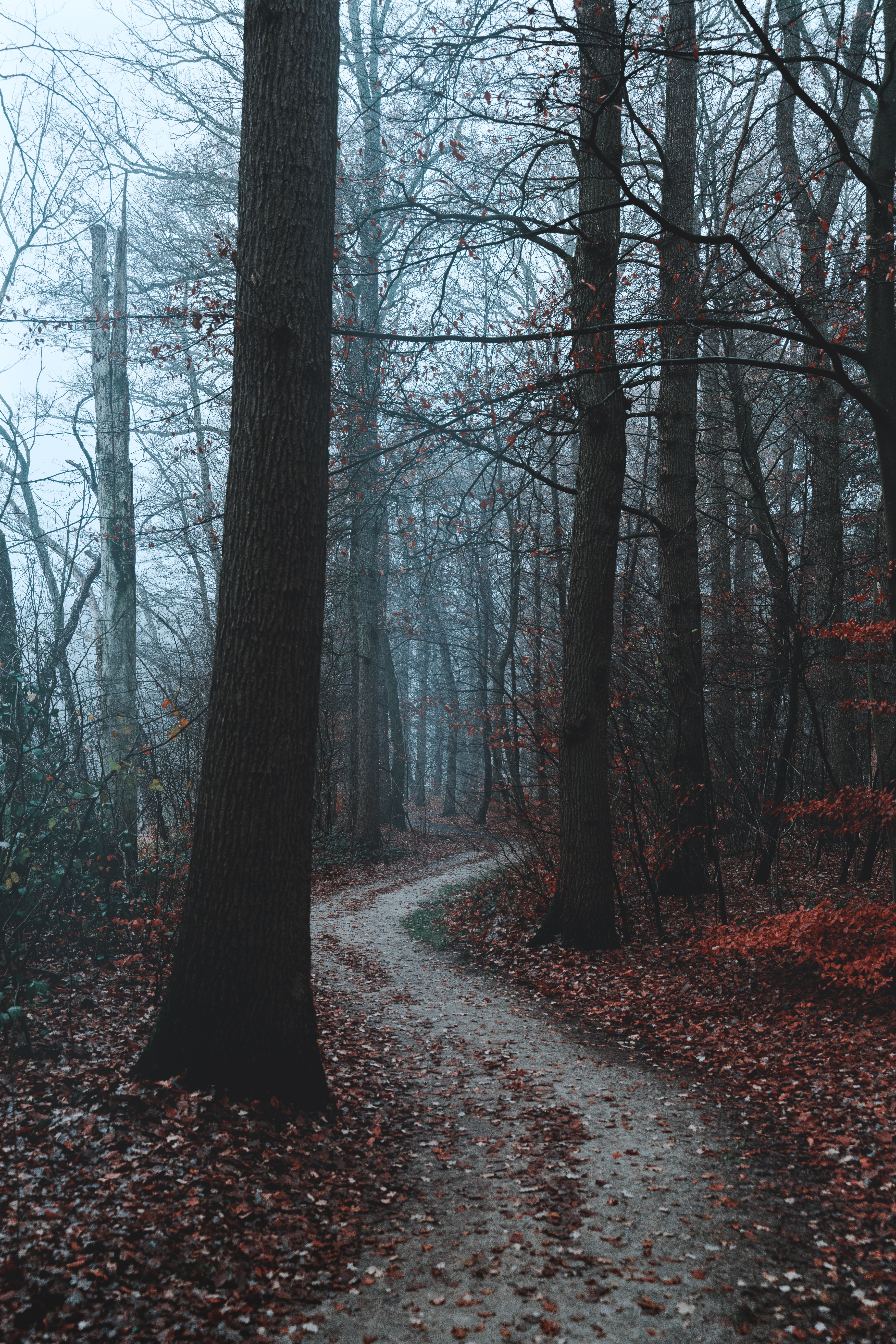forest, autumn, nature, trees, fog, path 1080p