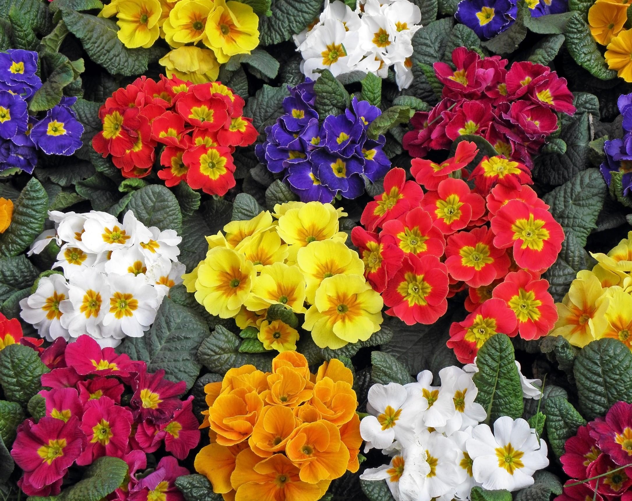 64511 baixar papel de parede multicolorido, flores, brilhante, primavera, prímula - protetores de tela e imagens gratuitamente