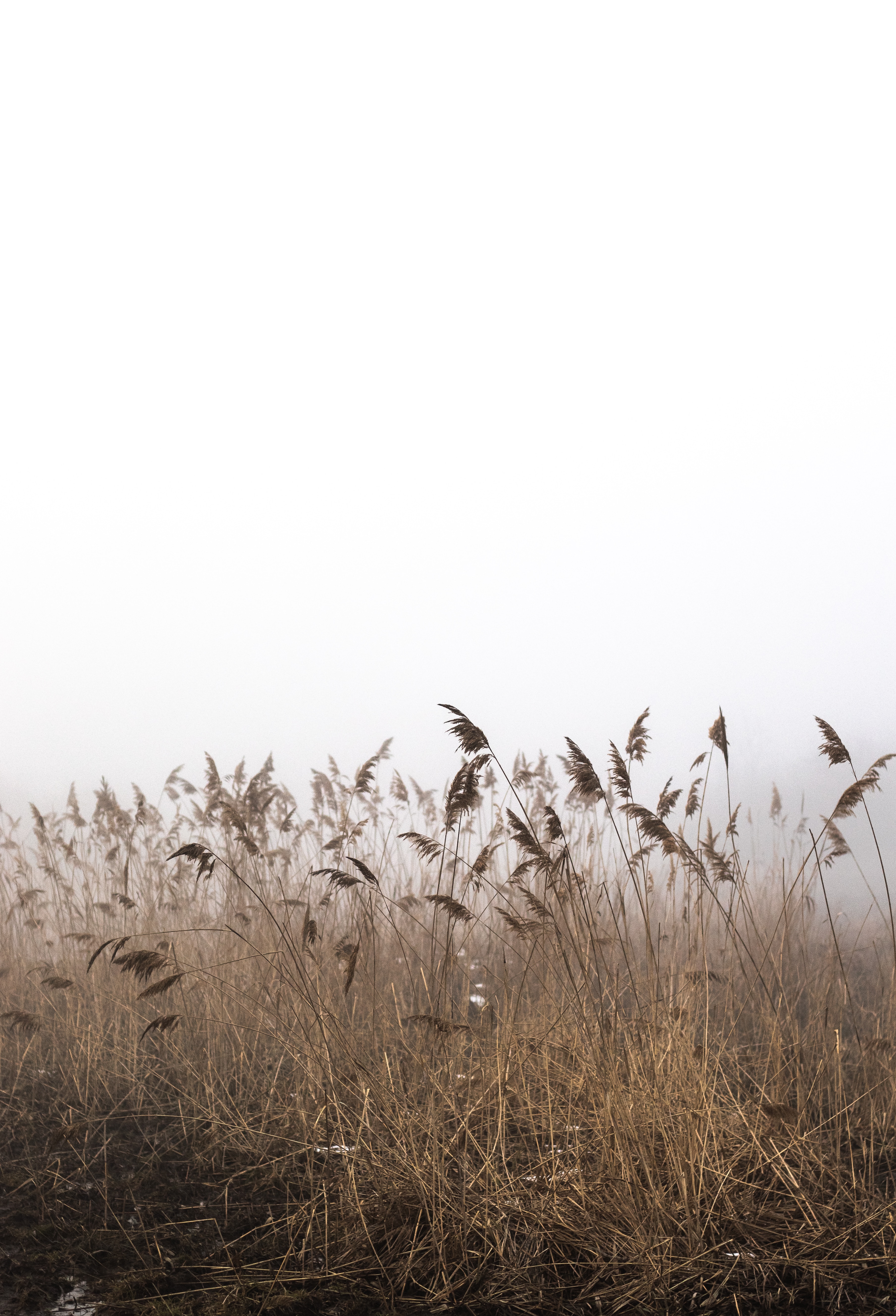 autumn, reed, cane, nature, grass, fog, dry 5K
