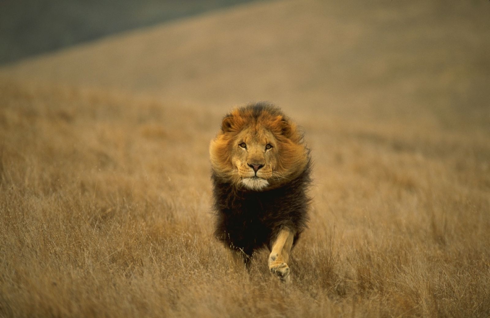 Лев бежит