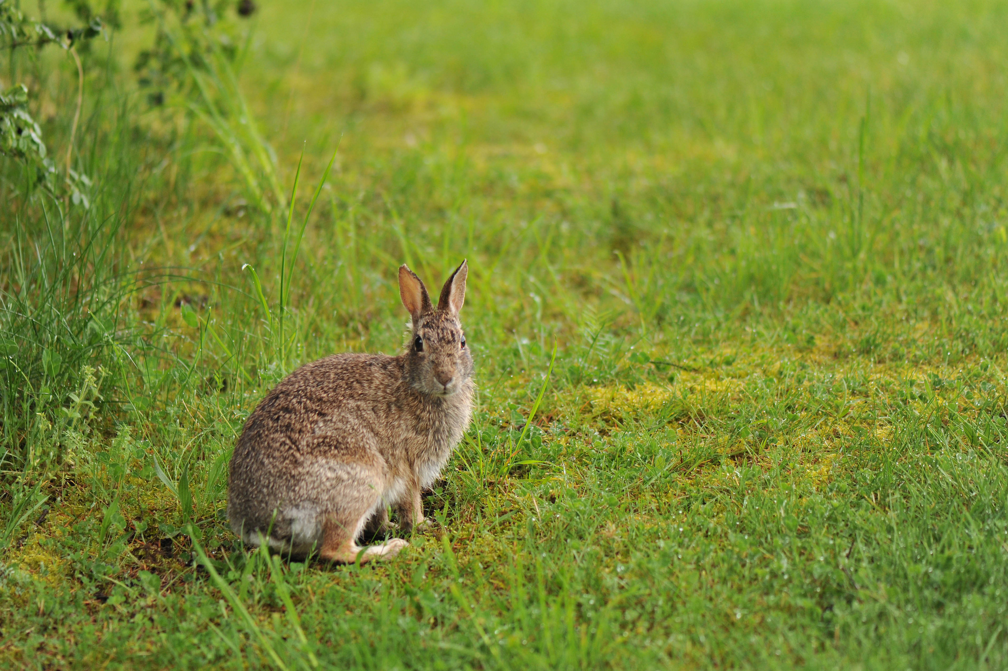 animal, hare Smartphone Background