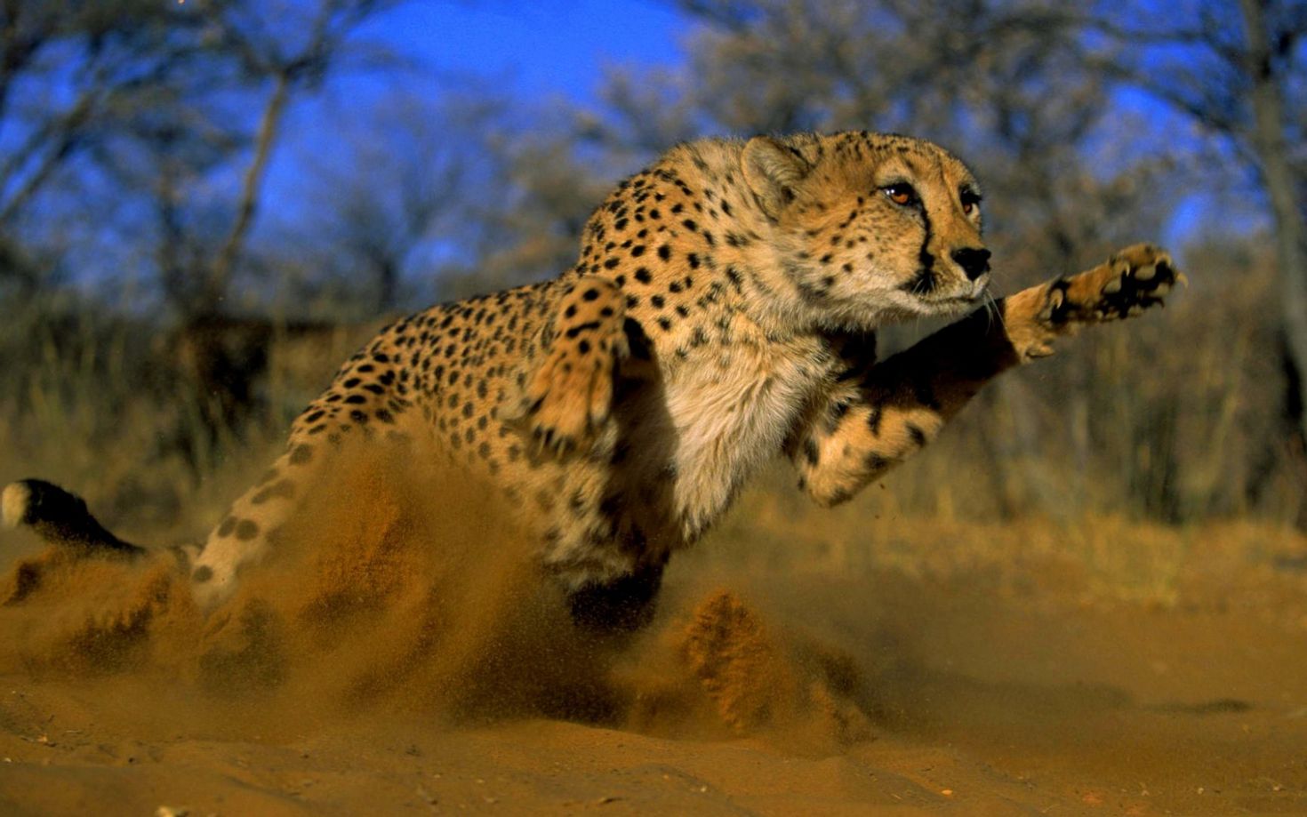 Гепард Cheetah 1989