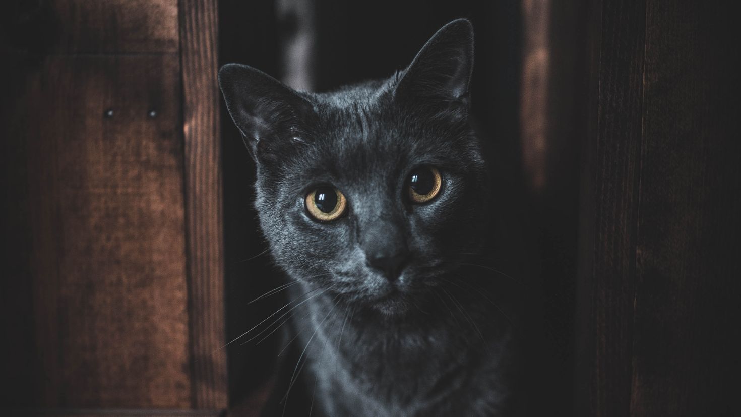 Dark pets. Темно серый кот. Кот в темной комнате. Черная кошка с желтыми глазами. Черная кошка обои.