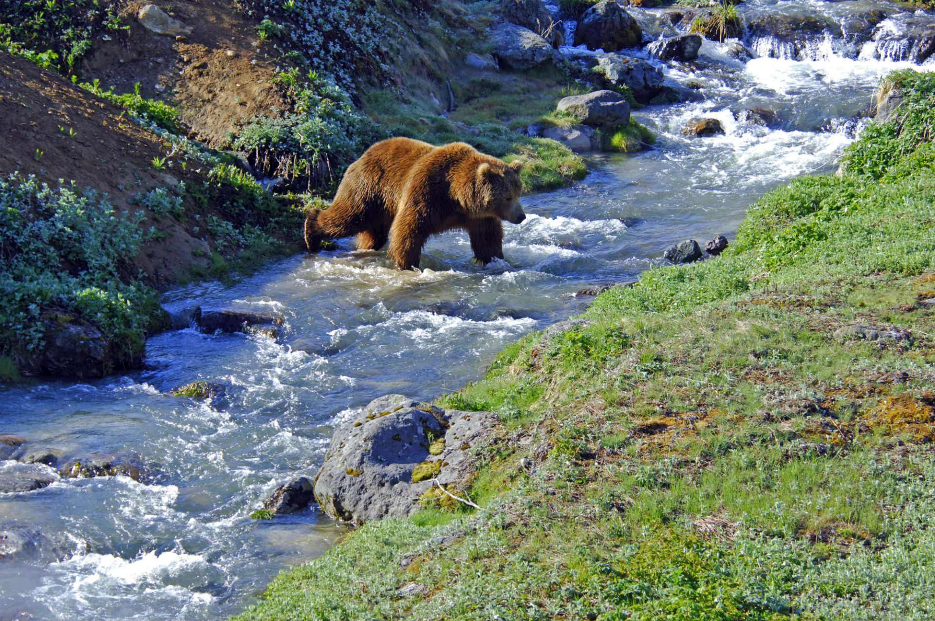 Медвежий ручей Сахалин