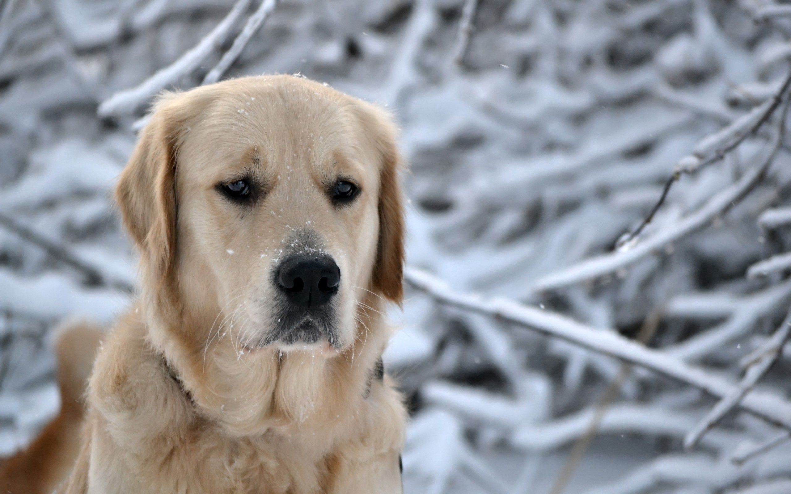 sorrow, labrador, animals, snow, dog, muzzle, sadness 4K Ultra