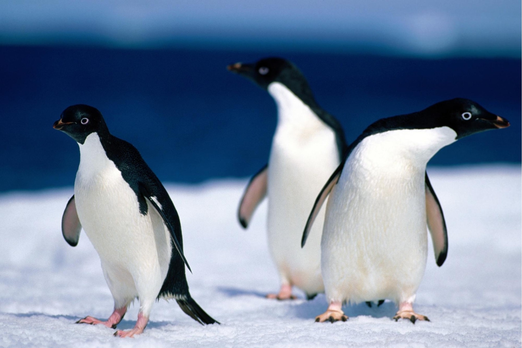 birds, animals, pinguins, blue 1080p