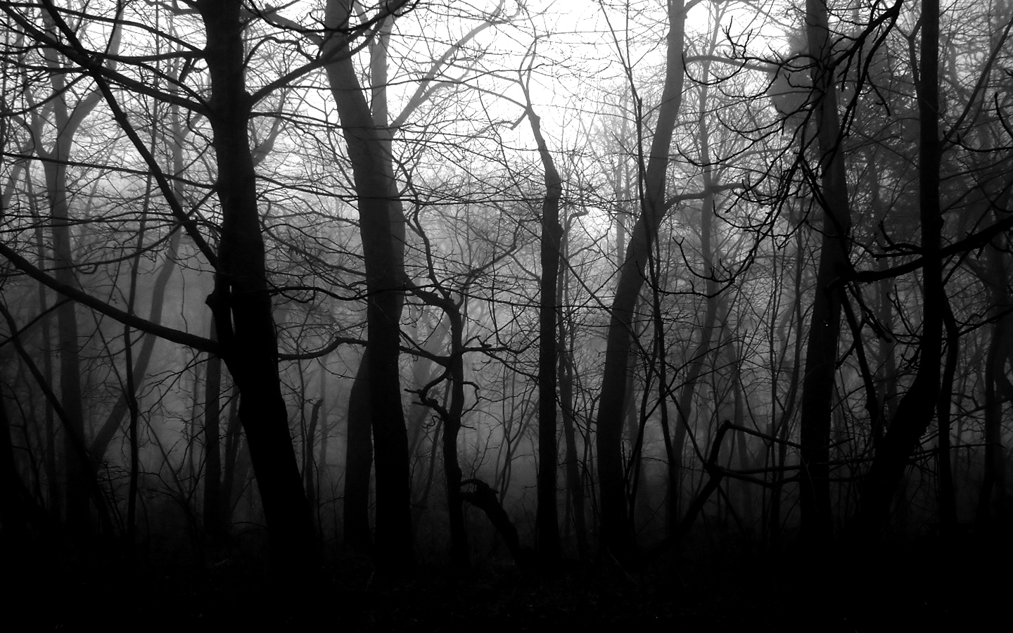 стим черный лес фото 73