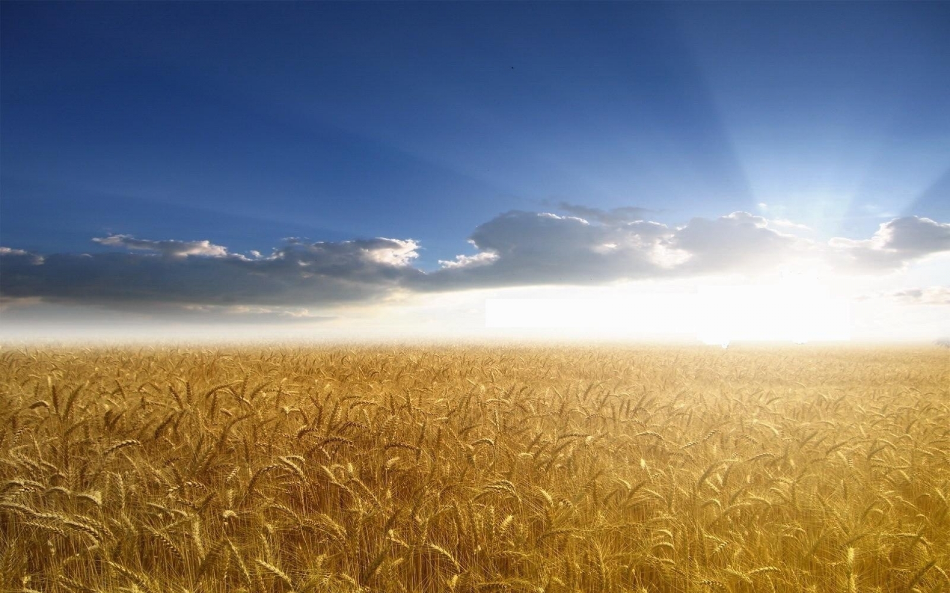 Пшеничное поле фон для фотошопа