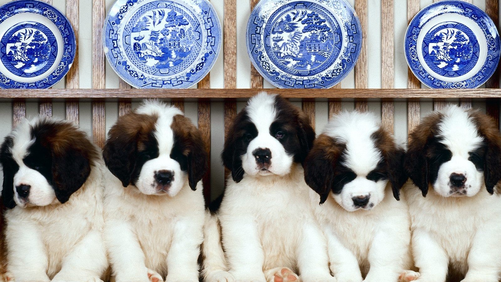 1503354壁紙のダウンロード動物, セントバーナード, 可愛い, 犬, 子犬-スクリーンセーバーと写真を無料で