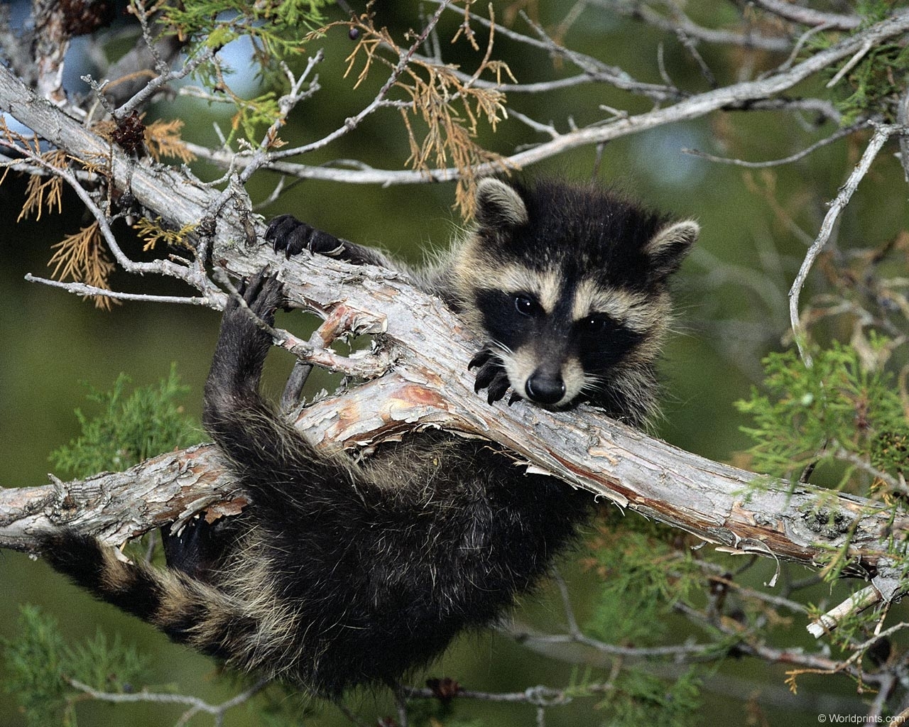 animals, raccoons images