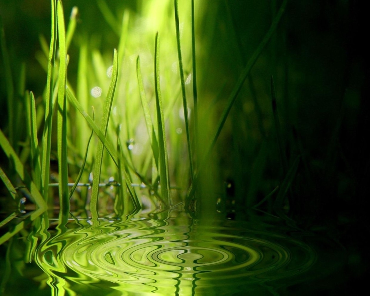 Download mobile wallpaper Grass, Water, Abstract for free.