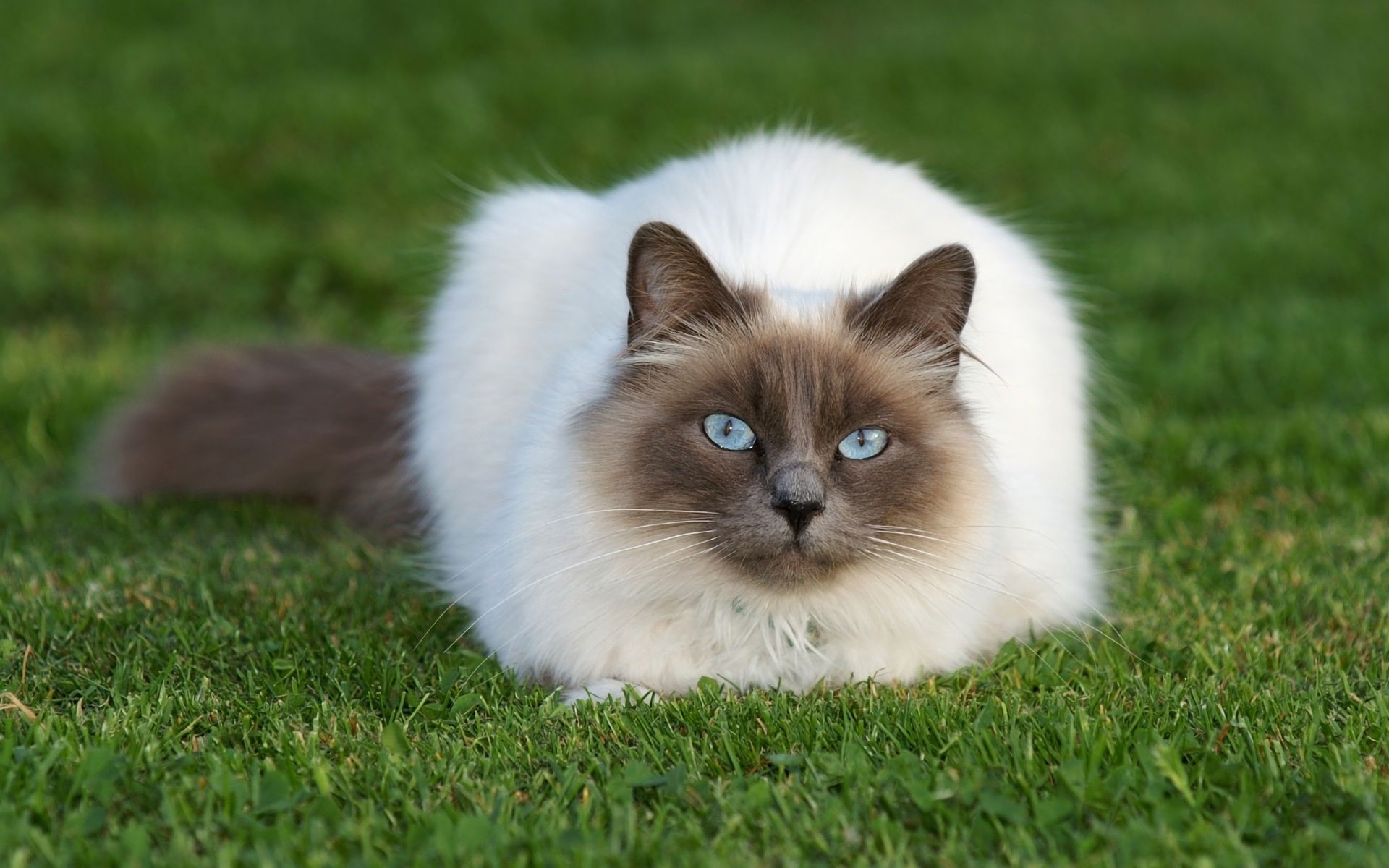 Mobile wallpaper grass, animal, cat, balinese cat, himalayan cat, cats