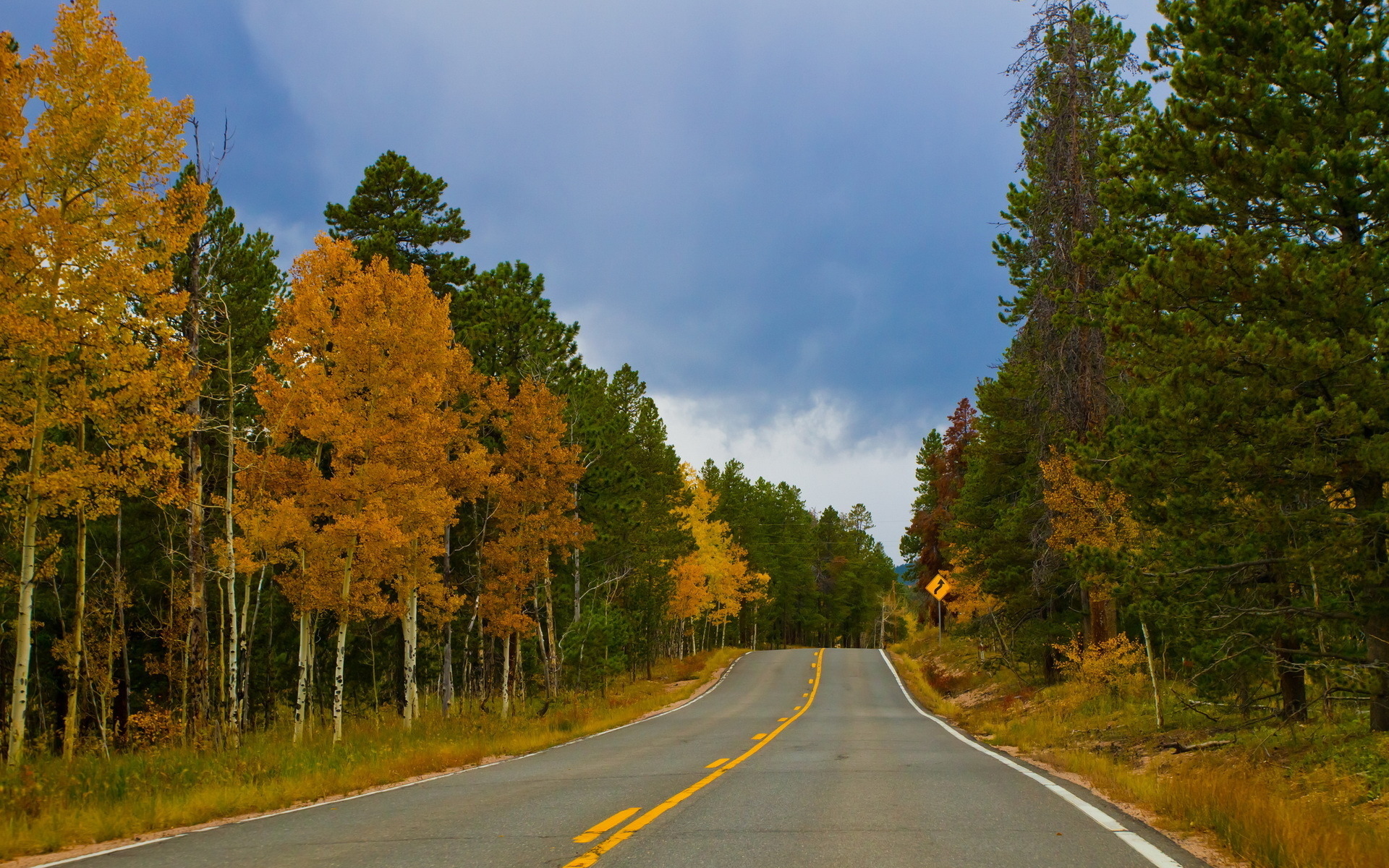Растет около дороги. Осенняя дорога. Деревья вдоль трассы. Дорога в осень. Дорога в лесу.