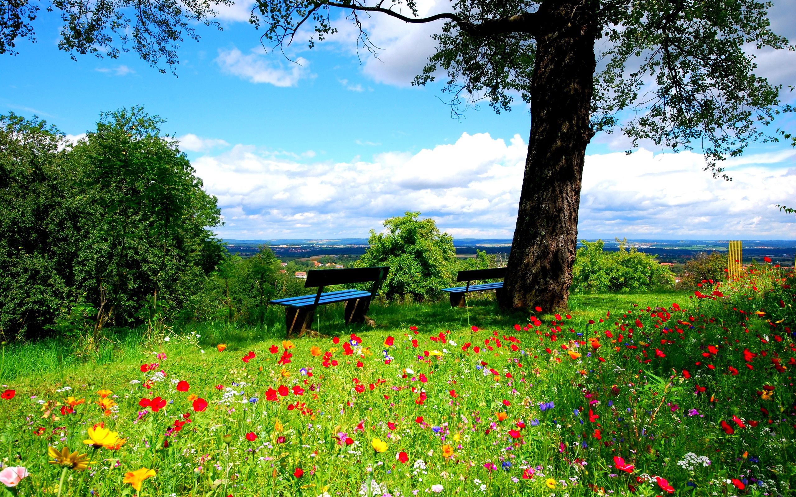 flowers, nature, trees, benches images