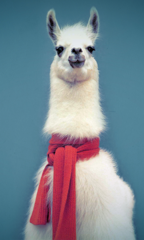animal, llama phone background