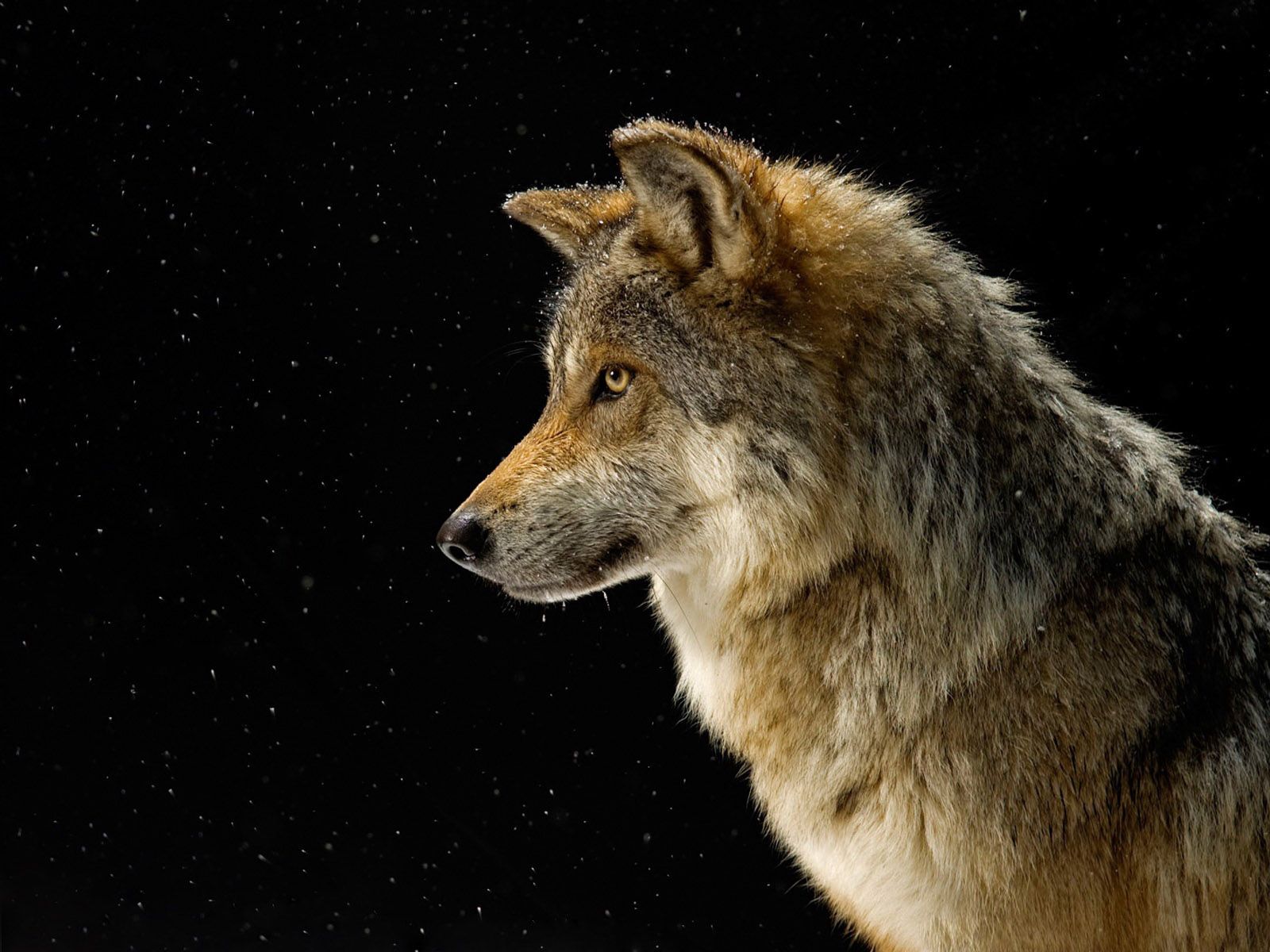 132388 Hintergrundbild herunterladen wolf, tiere, sky, sterne, schnee, hund - Bildschirmschoner und Bilder kostenlos