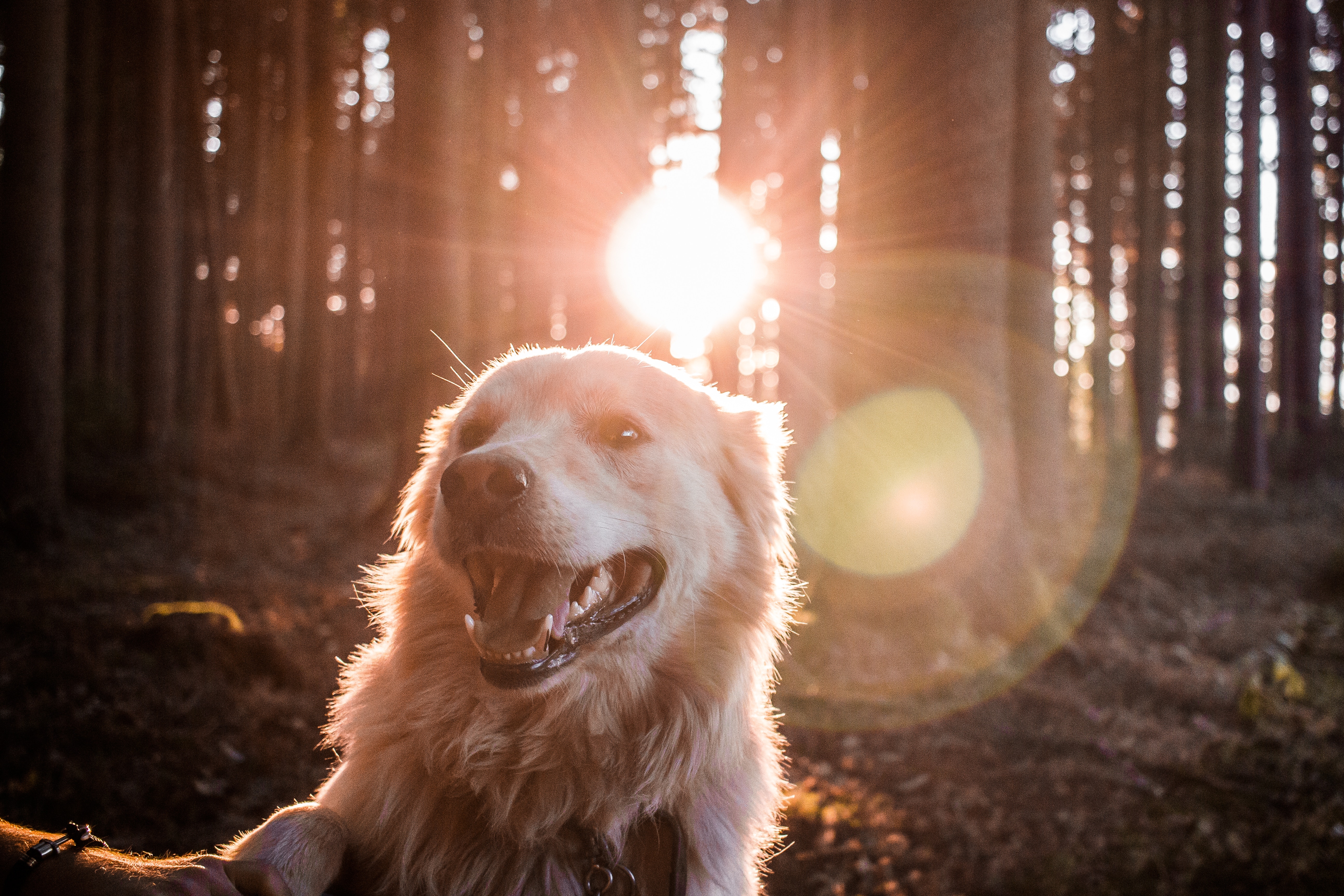 Download mobile wallpaper Dog, Forest, Sunlight, Animals, Happy for free.
