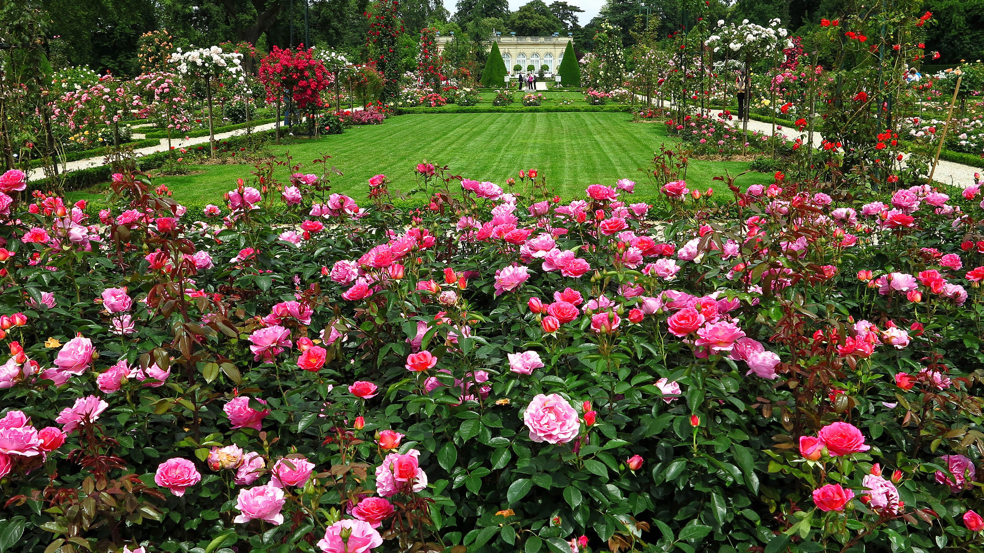 Download mobile wallpaper Flower, Rose, Garden, England, Man Made, Pink Flower, Rose Bush for free.