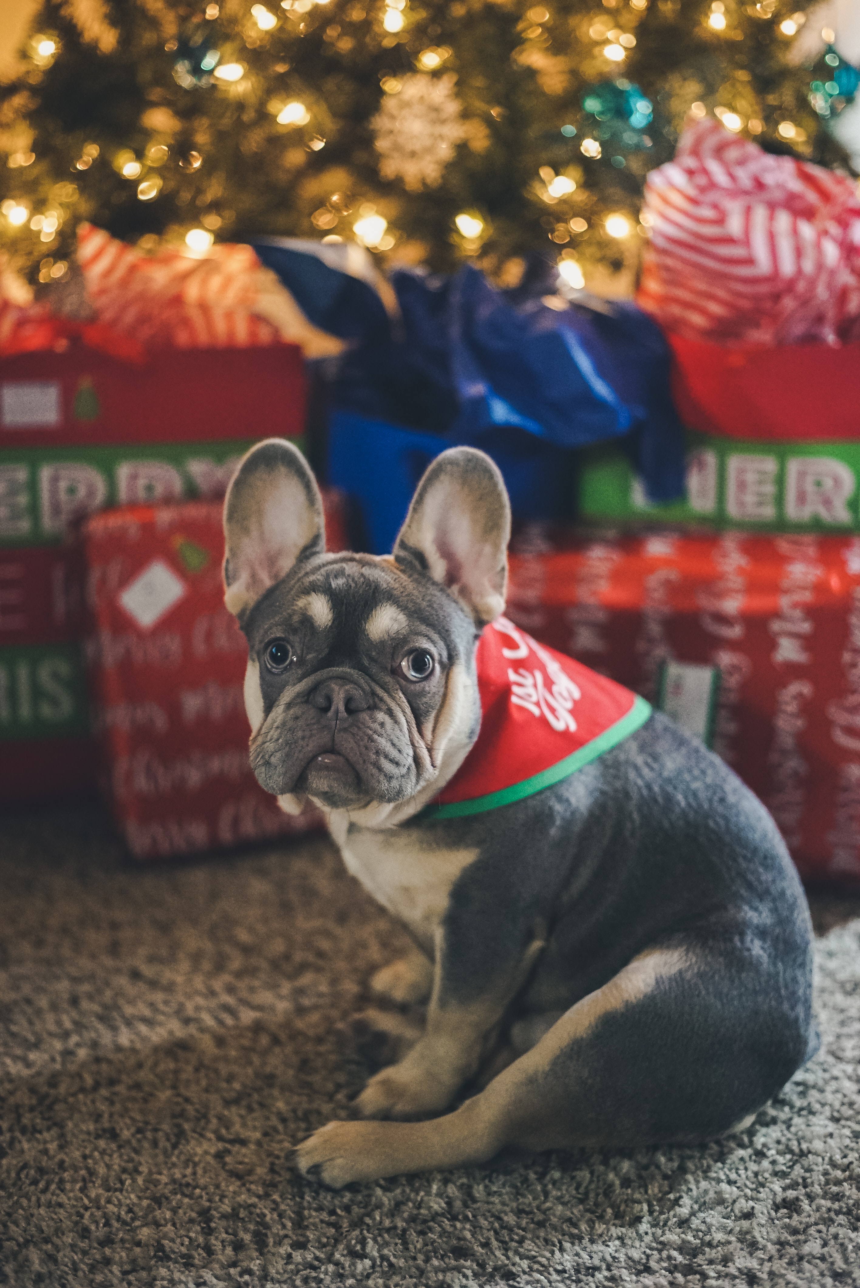 pet, animals, new year, dog, christmas tree, presents, gifts, french bulldog wallpapers for tablet